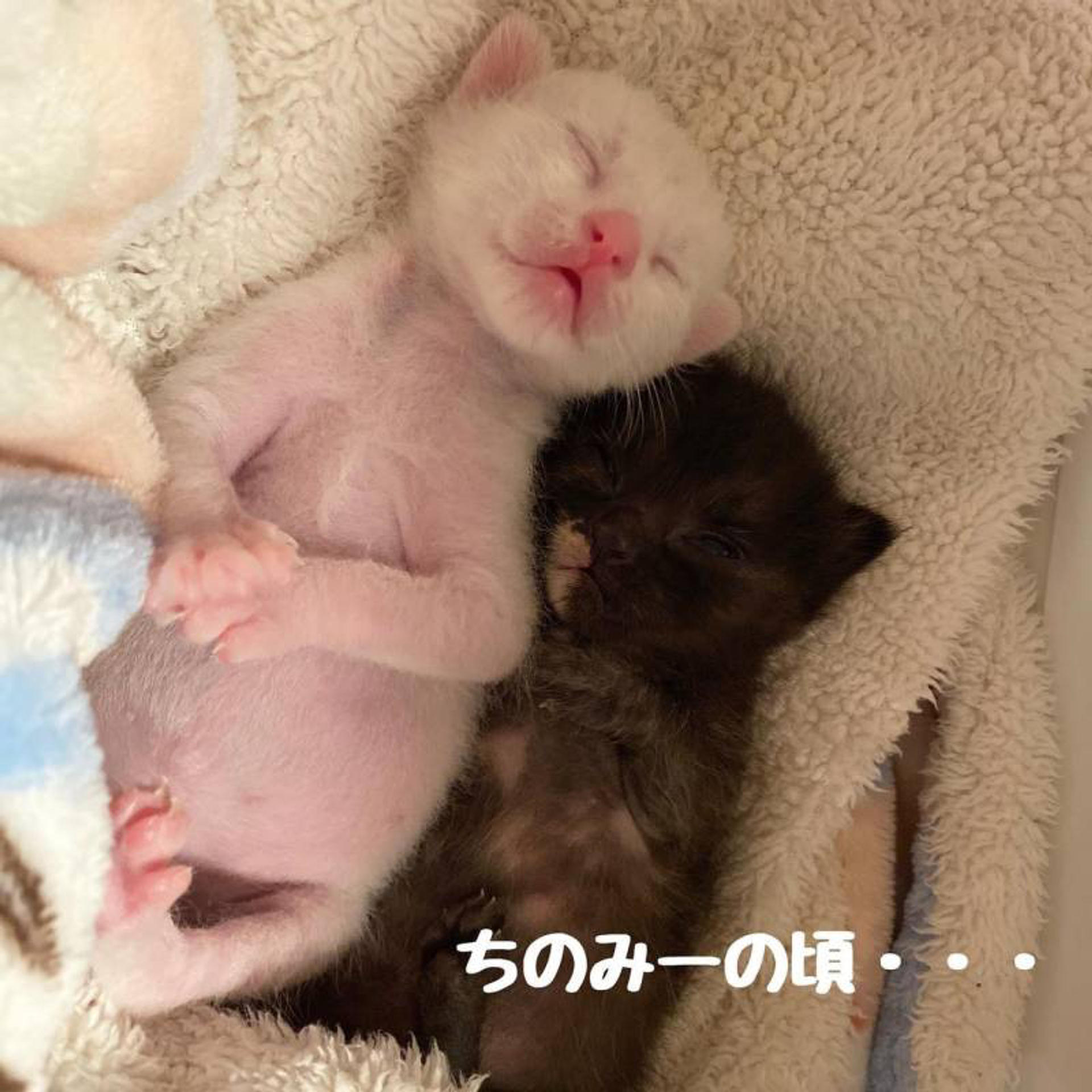 pet-image-6
