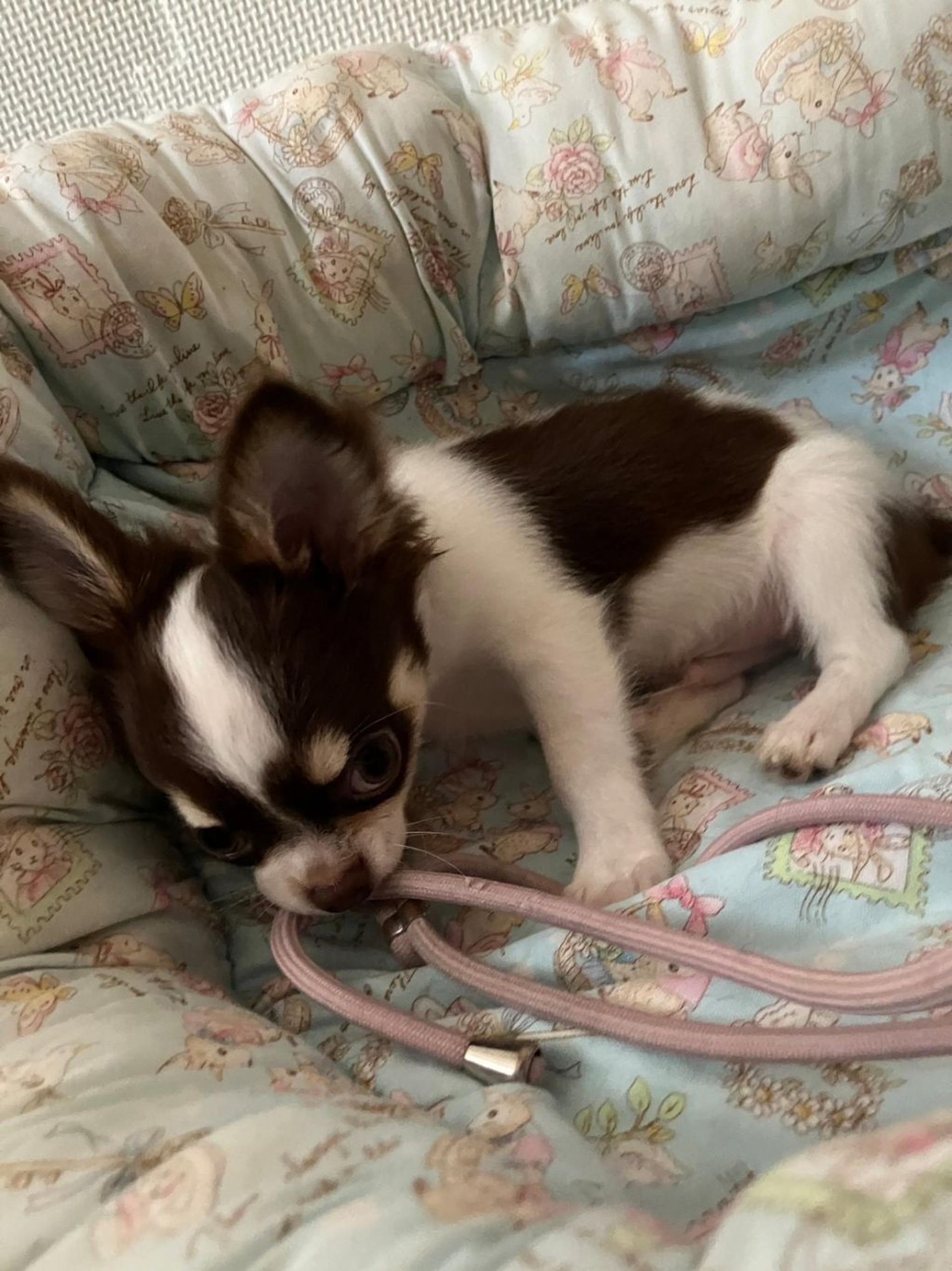 pet-image-3