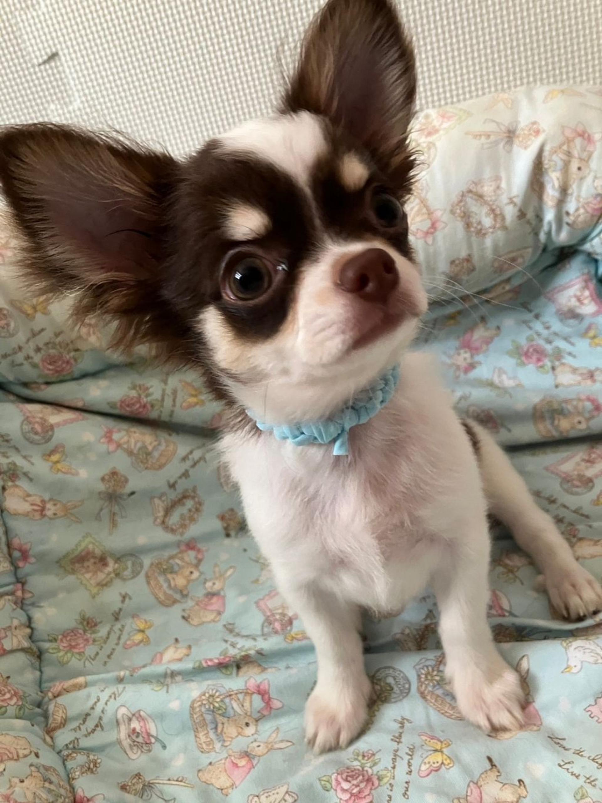 pet-image-7