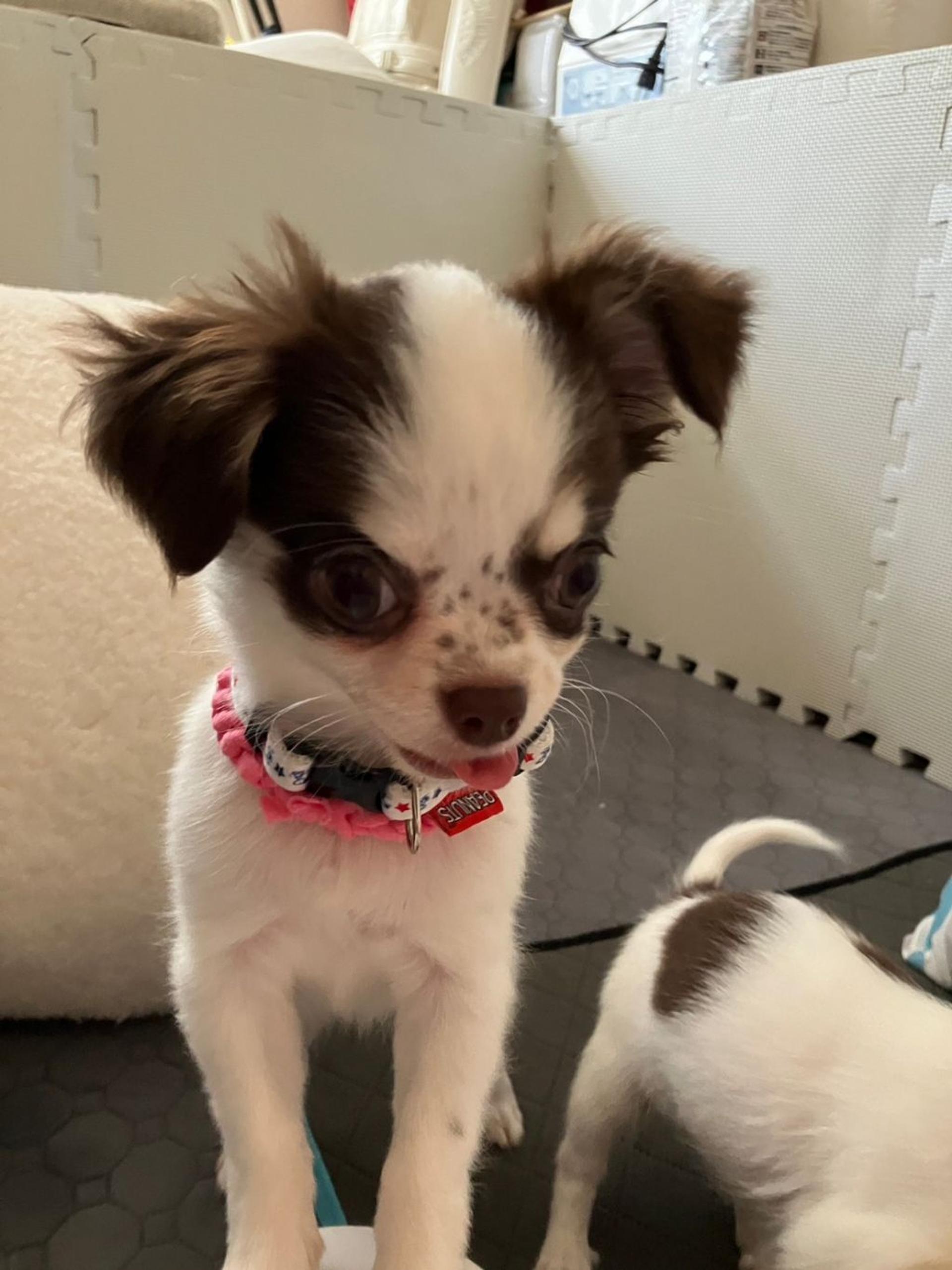 pet-image-2