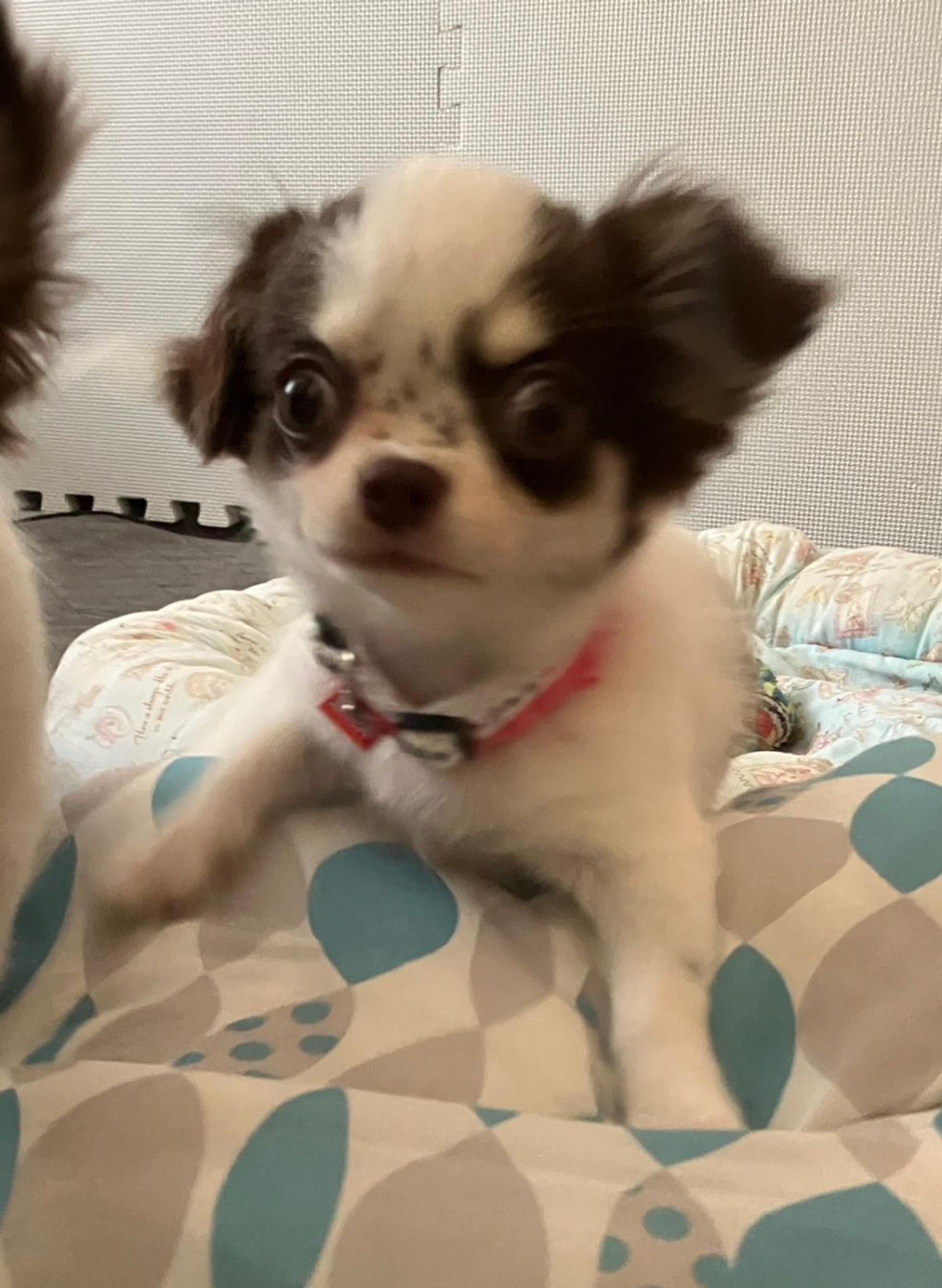 pet-image-4