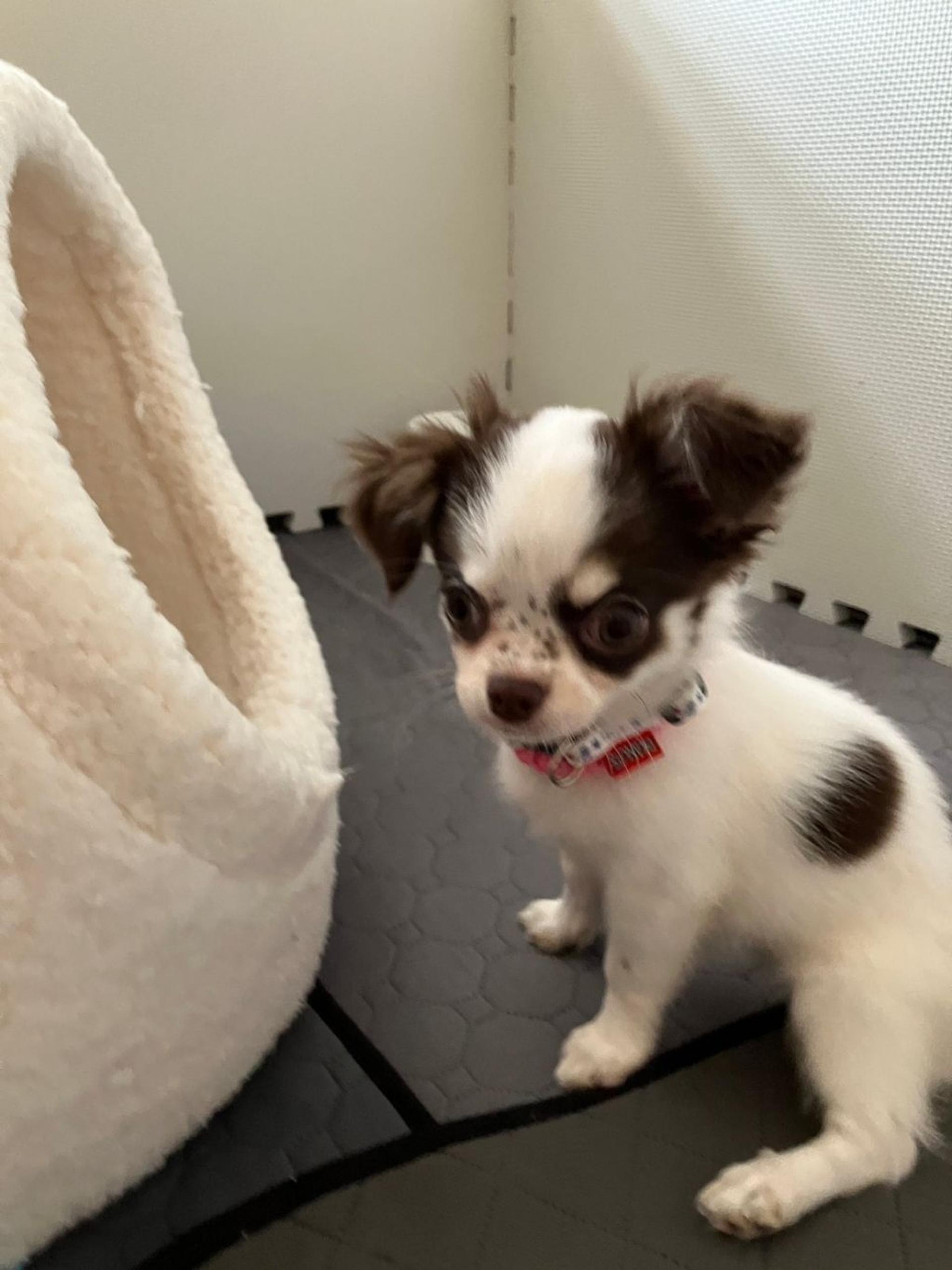 pet-image-8