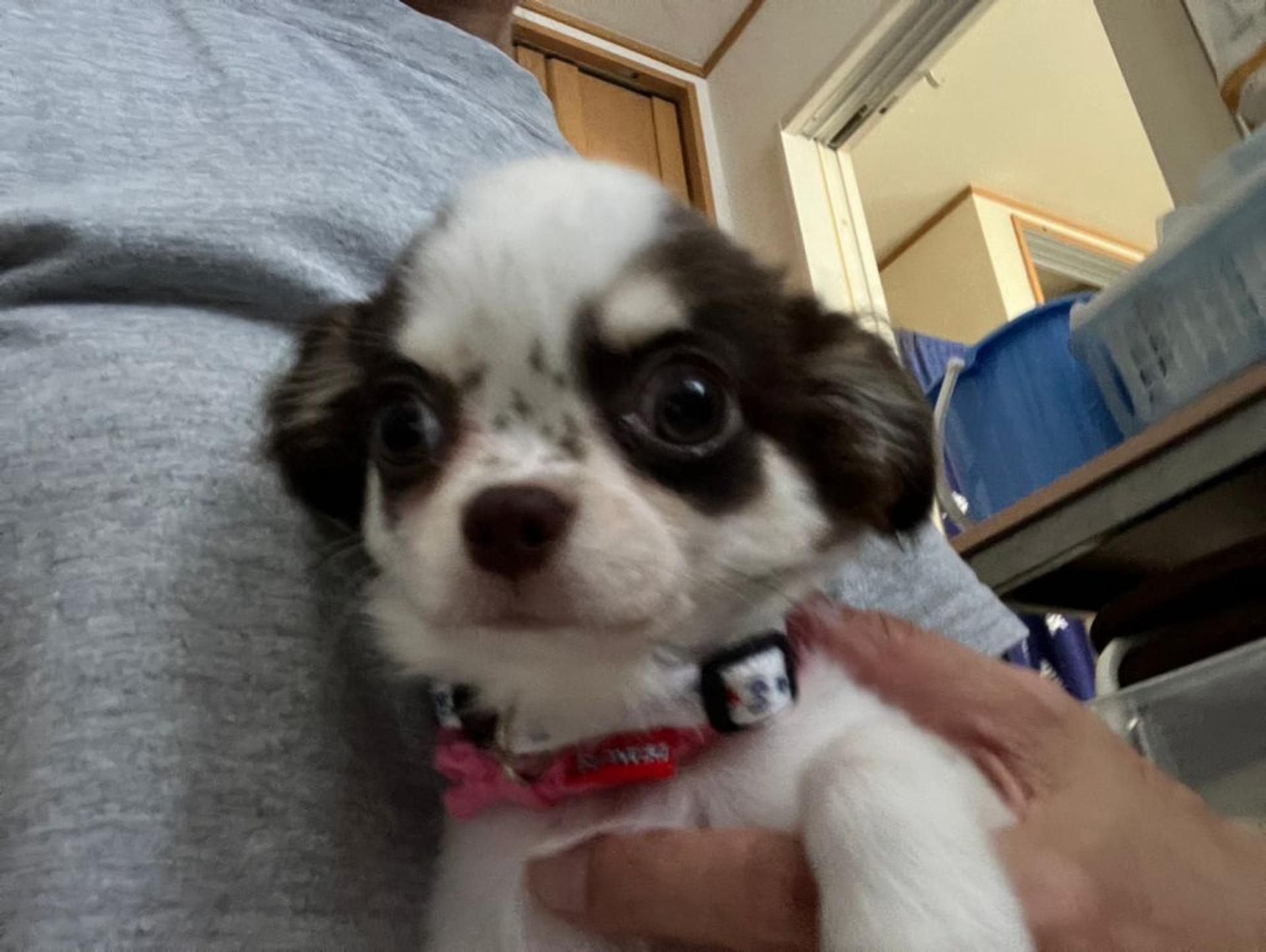 pet-image-9