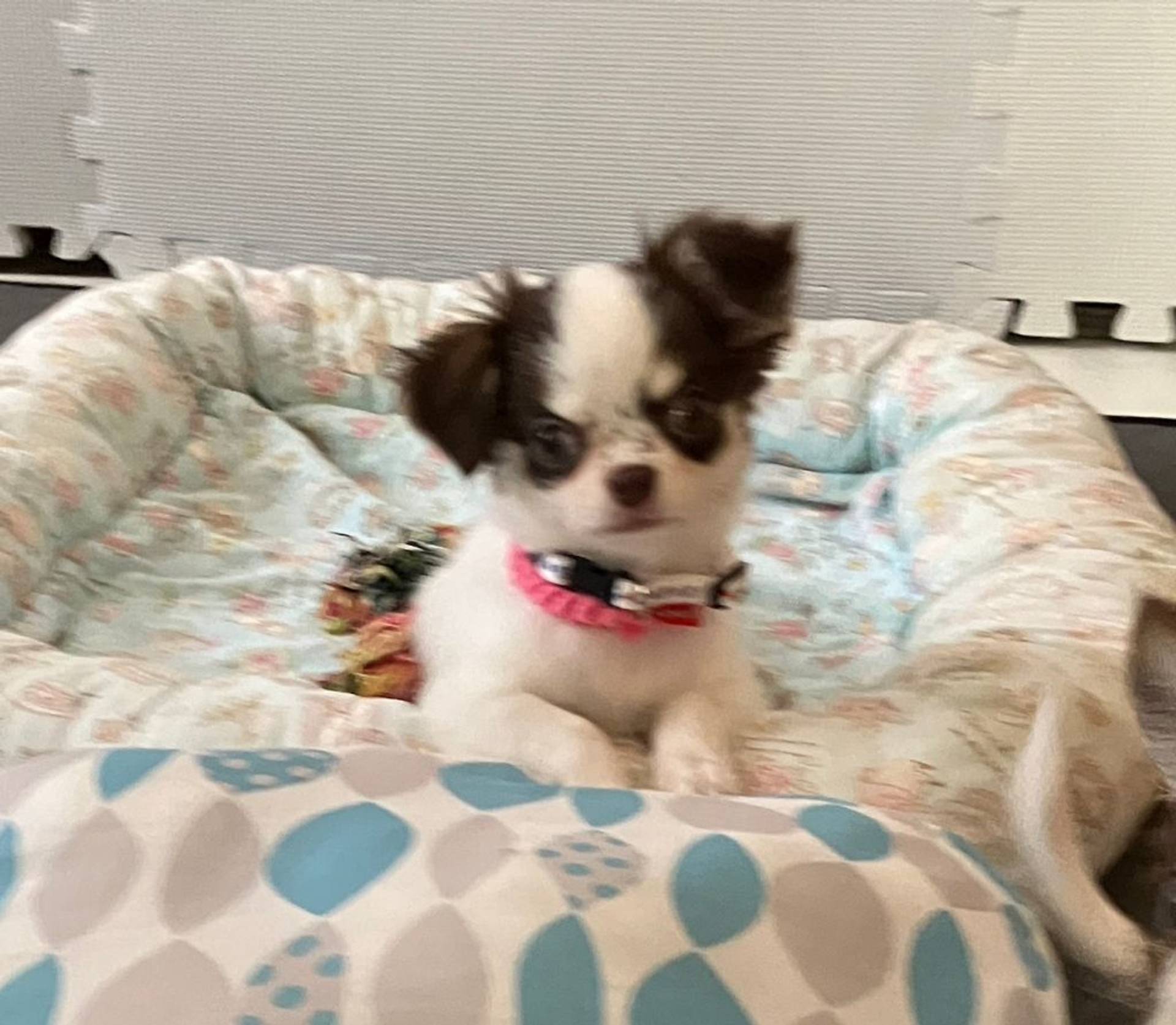 チワワ・メスの里親募集の写真