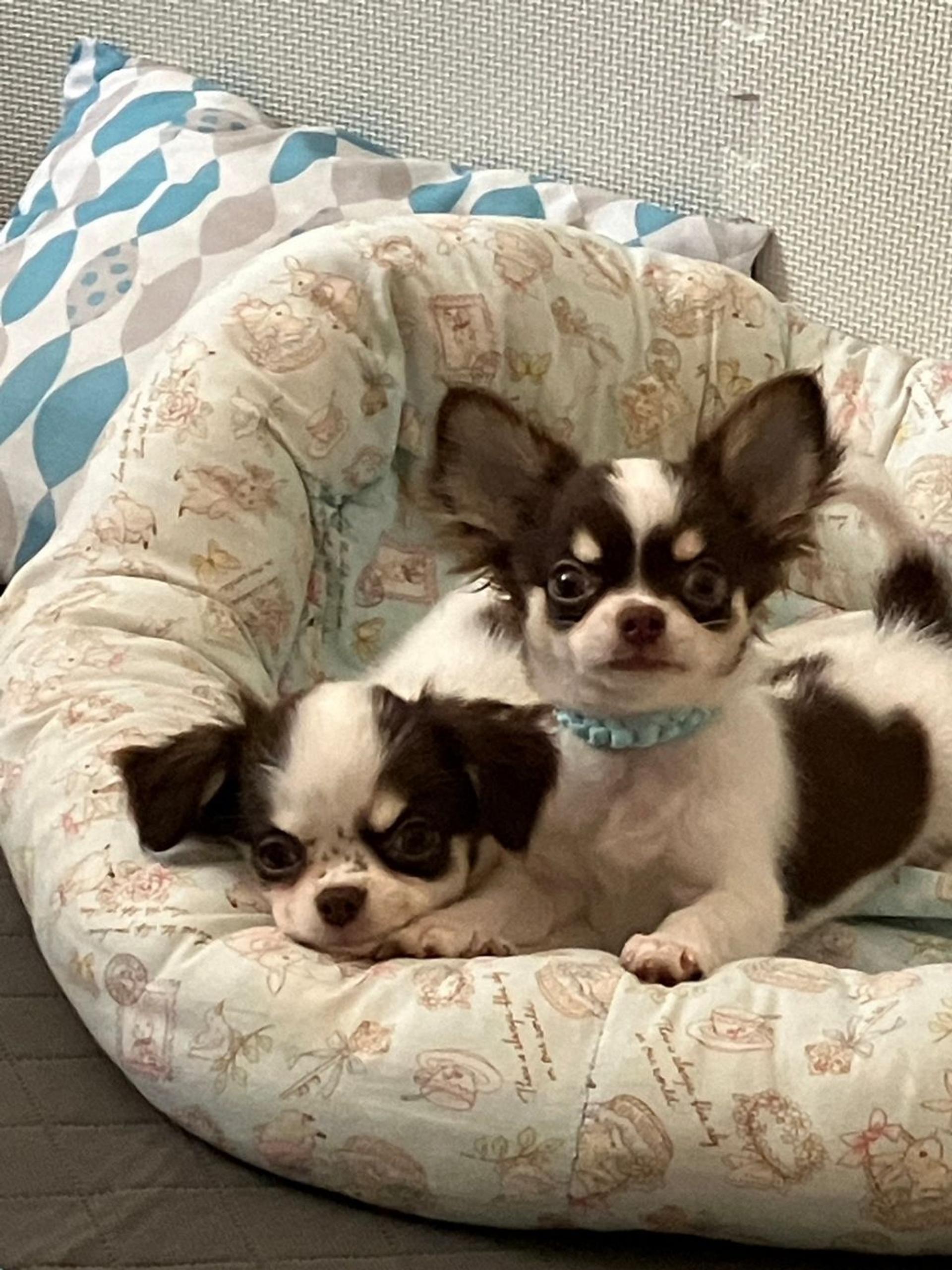 pet-image-3
