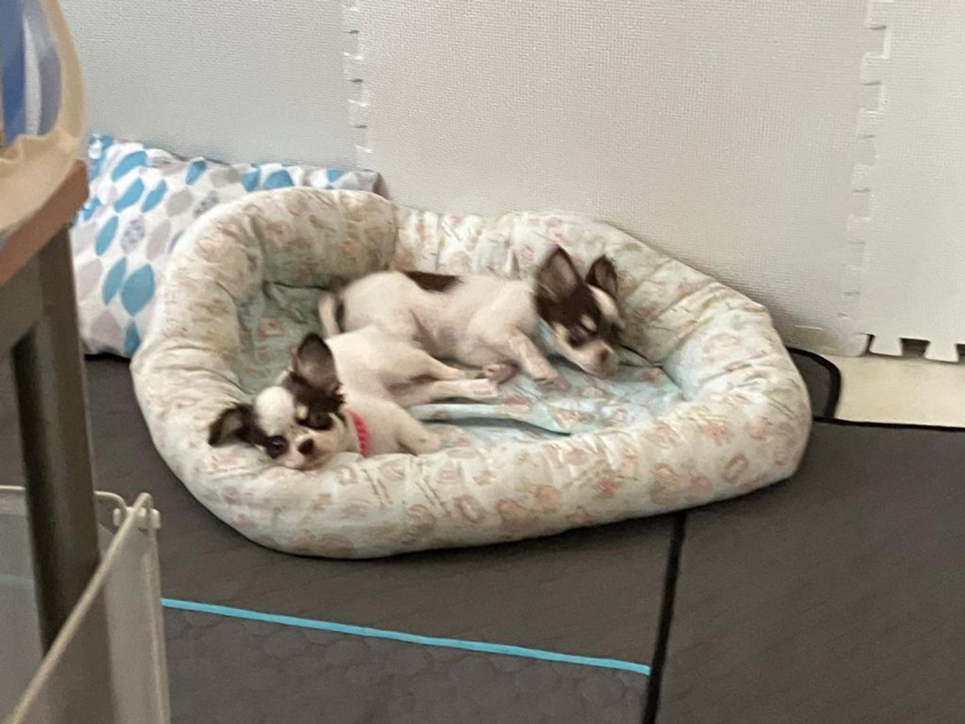 pet-image-5