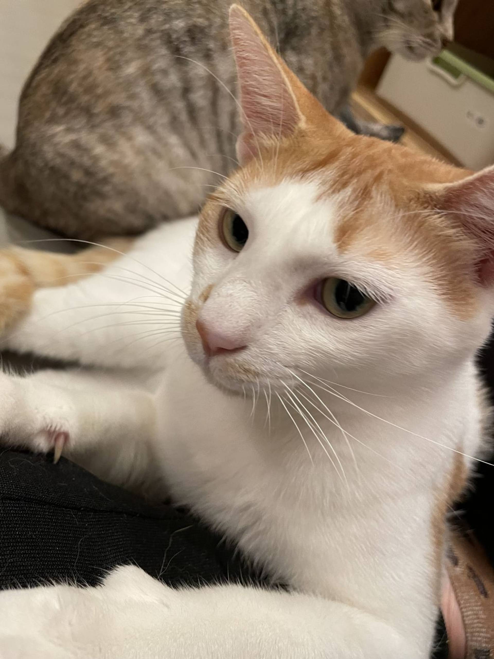 雑種（ミックス猫）・オスの里親募集の写真