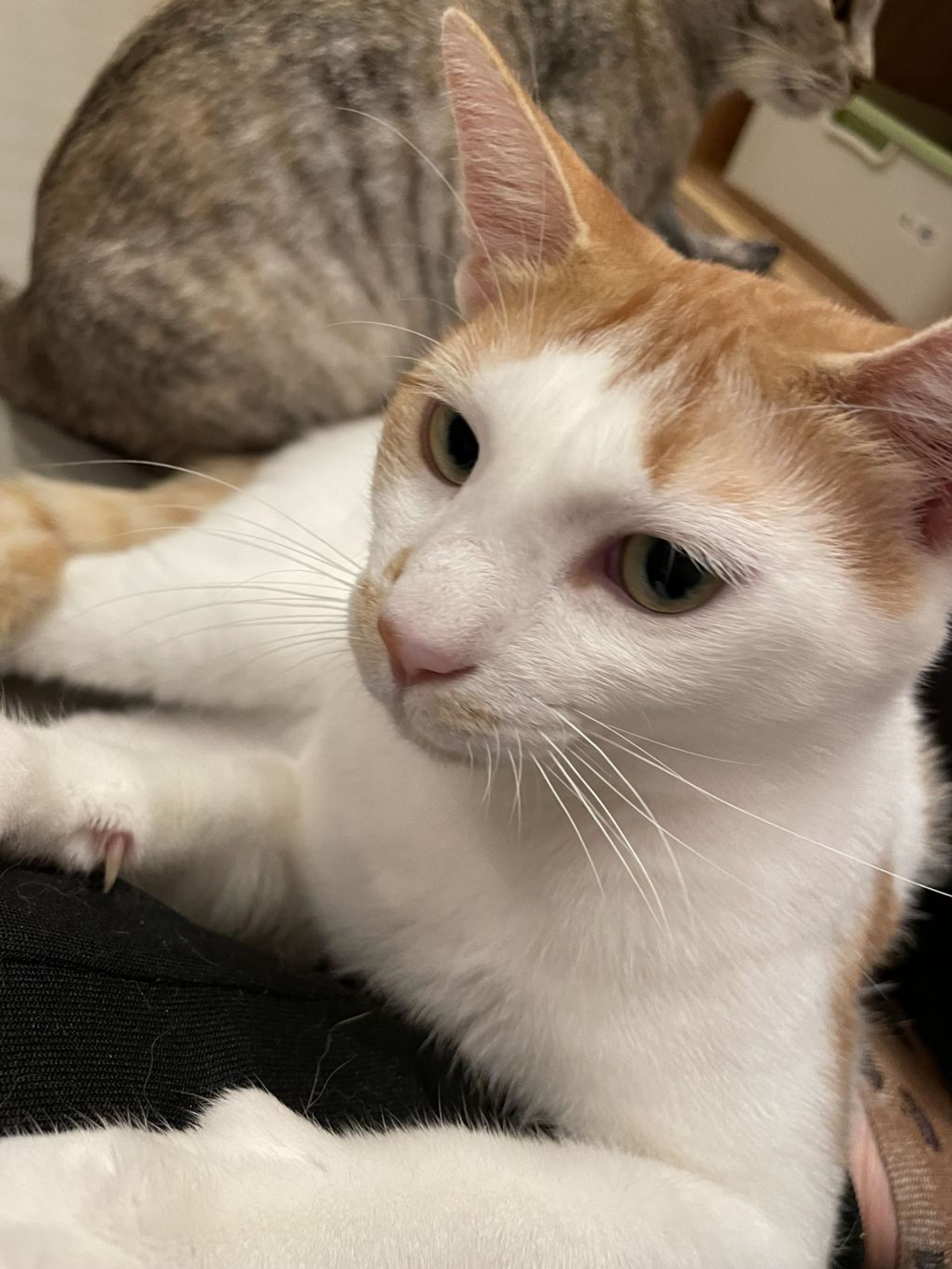 雑種（ミックス猫）・オスの里親募集の写真