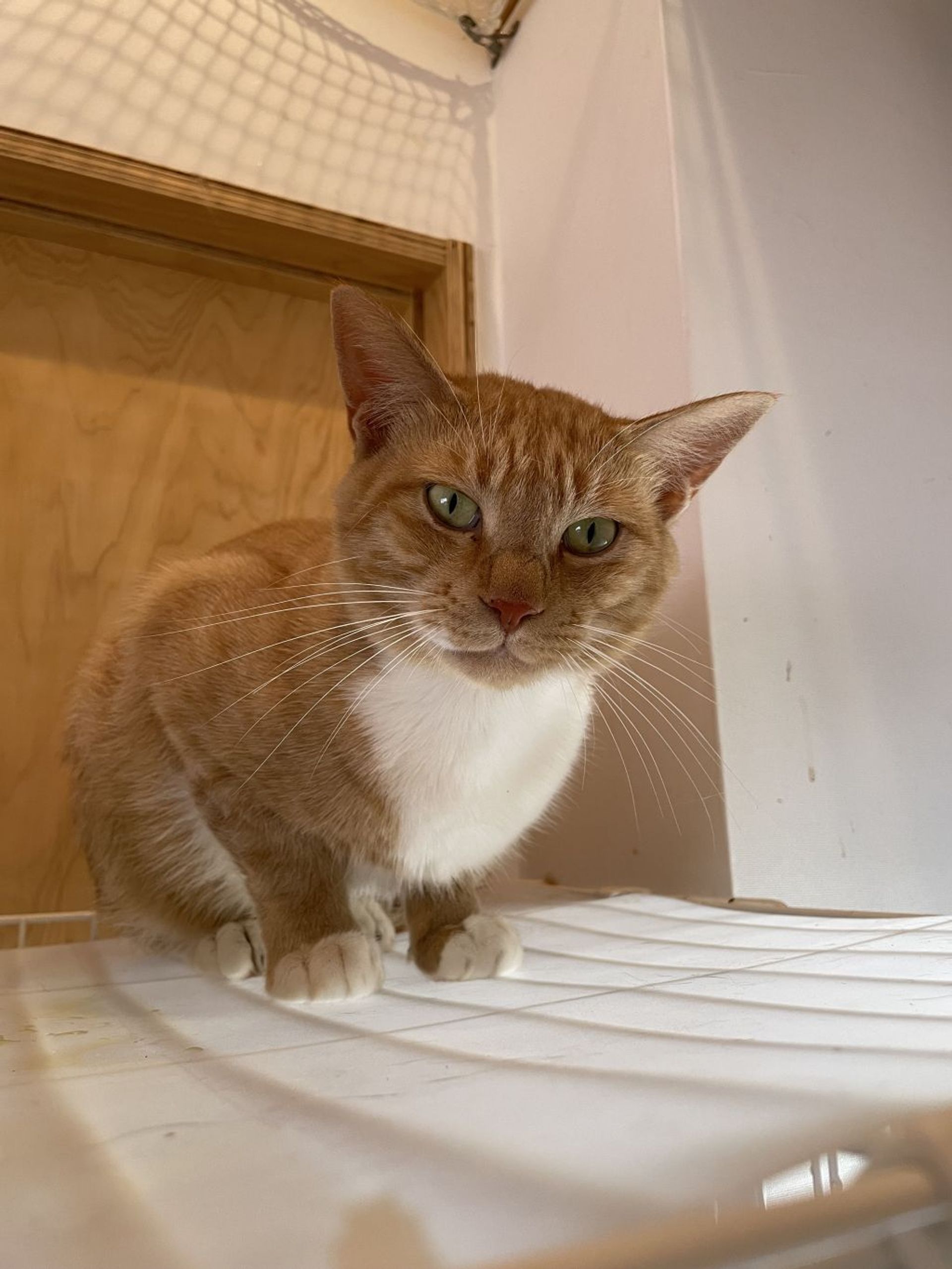 雑種（ミックス猫）・オスの里親募集の写真