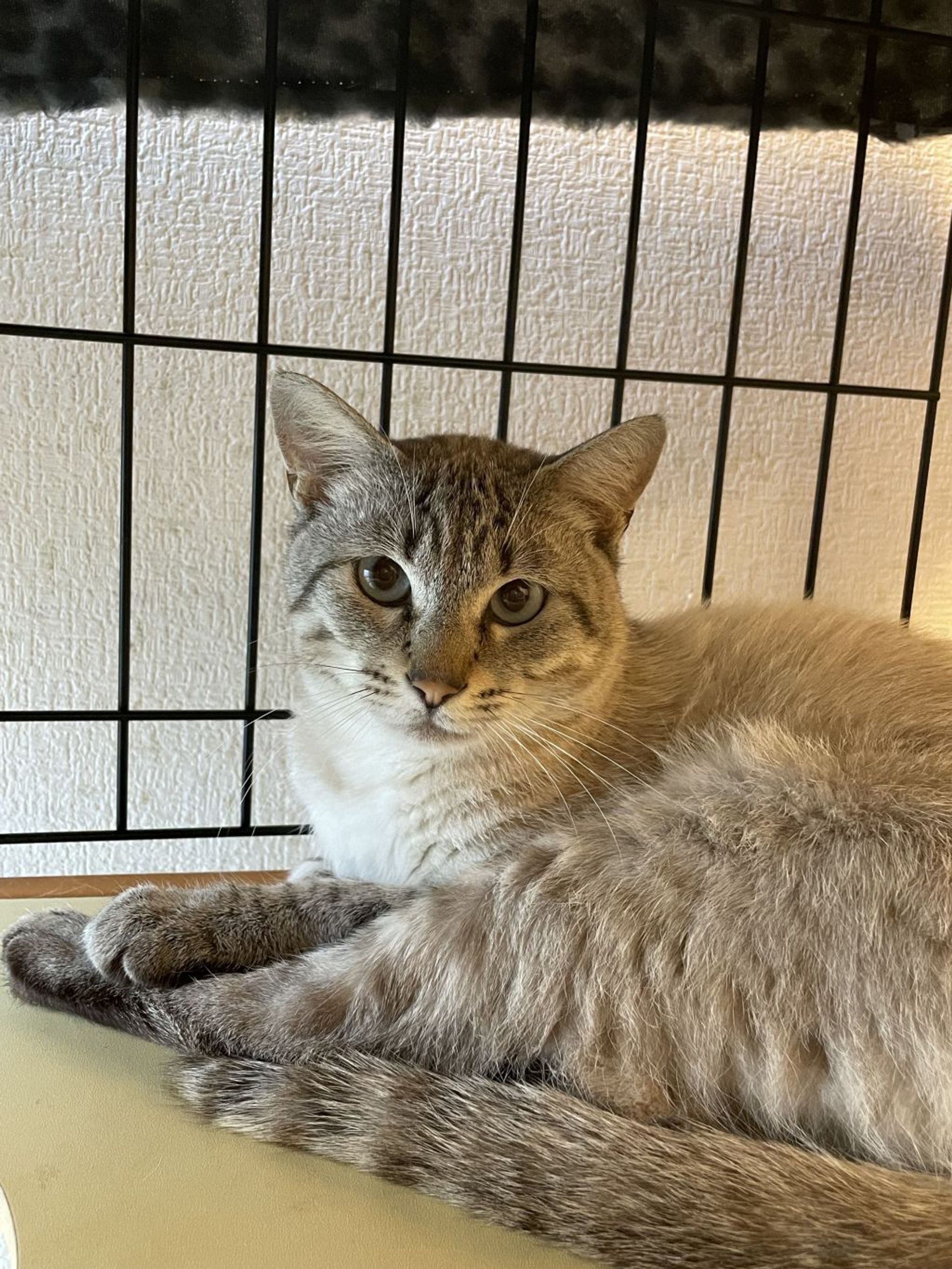 雑種（ミックス猫）・オスの里親募集の写真