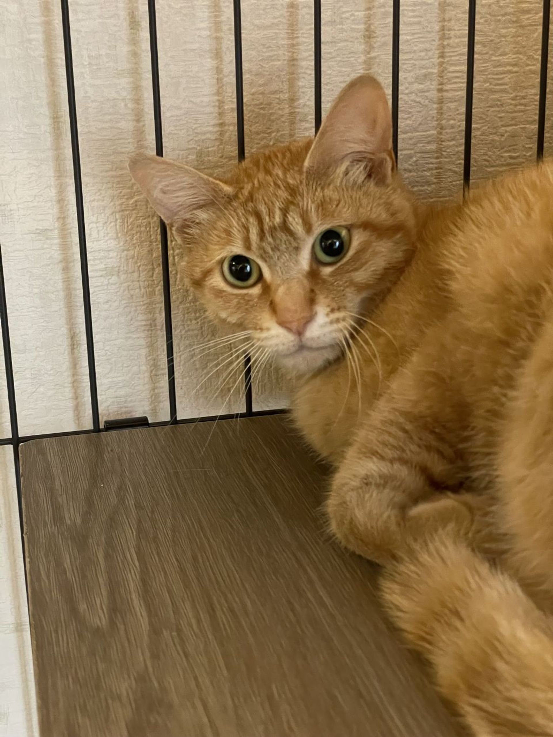 雑種（ミックス猫）・メスの里親募集の写真