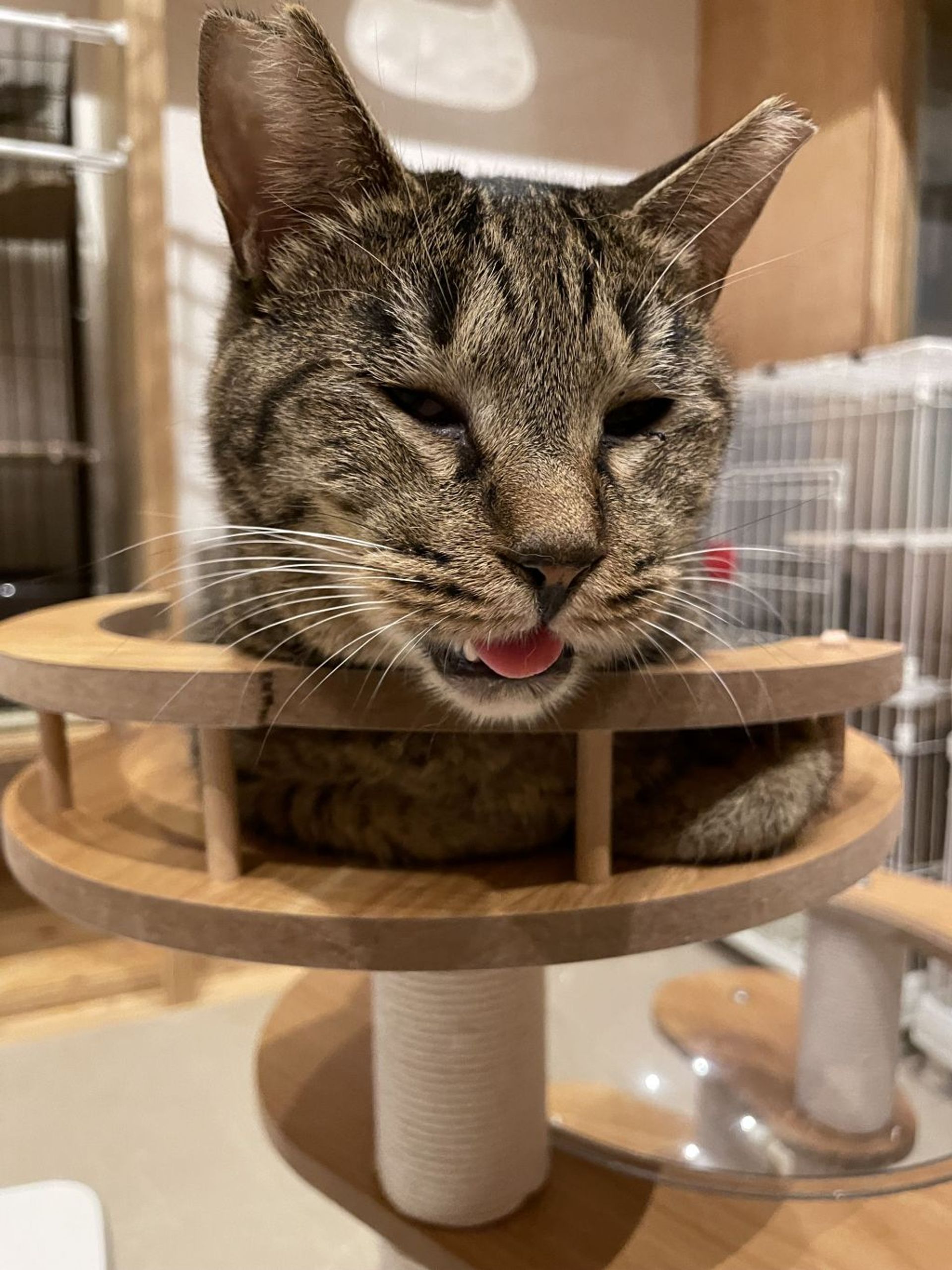 雑種（ミックス猫）・メスの里親募集の写真