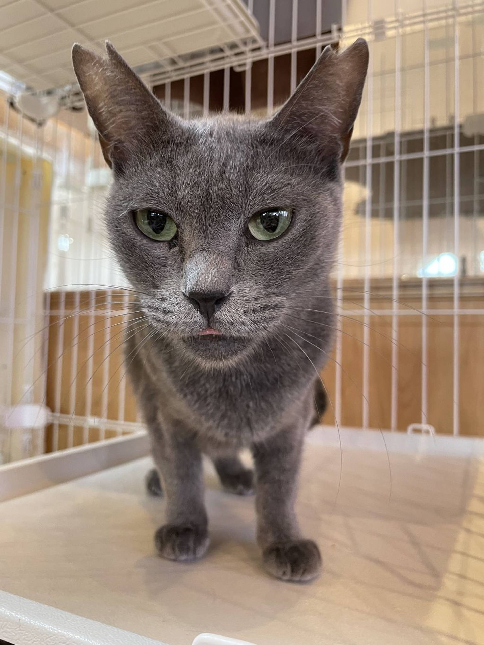 雑種（ミックス猫）・メスの里親募集の写真