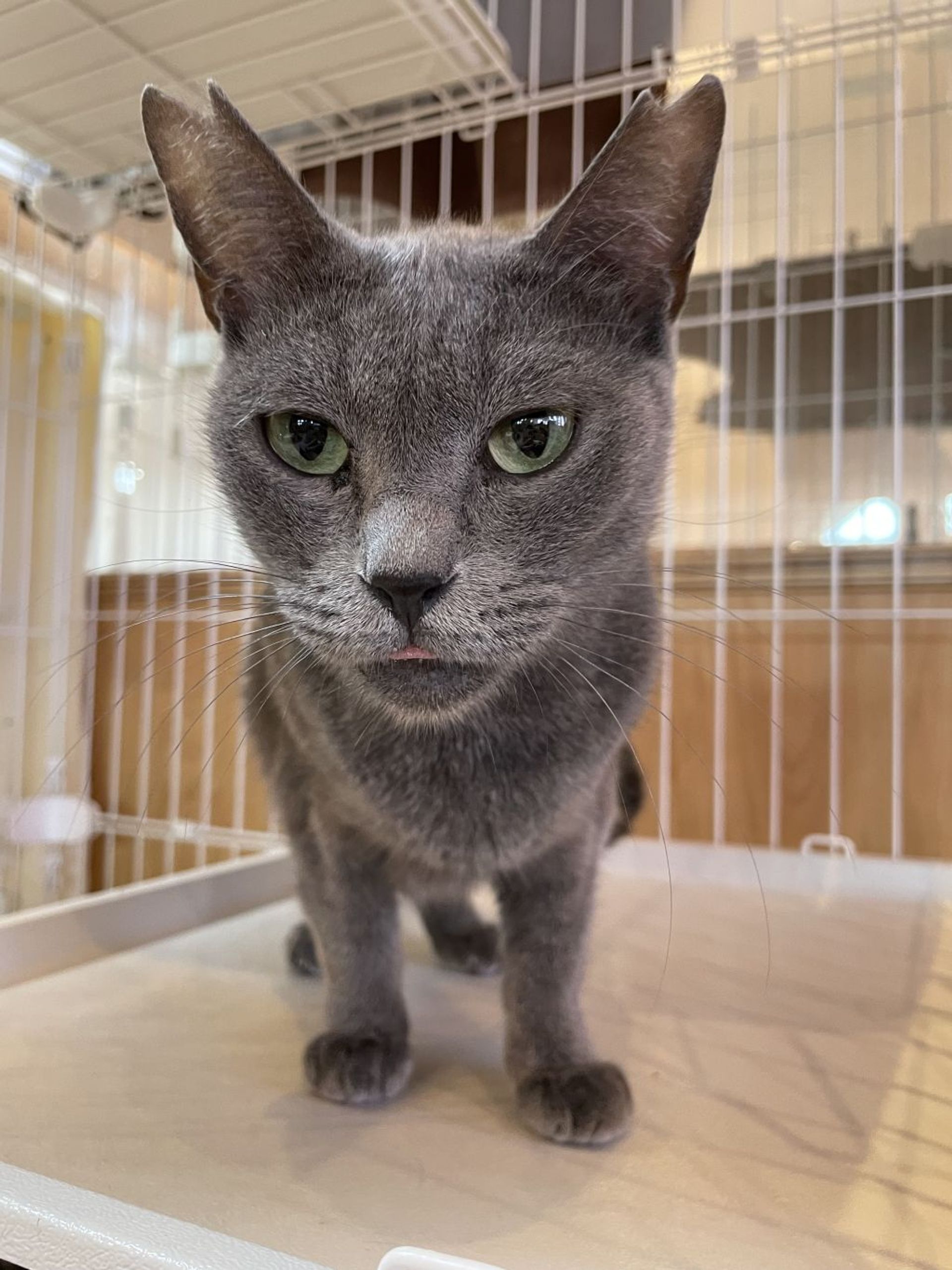 雑種（ミックス猫）・メスの里親募集の写真