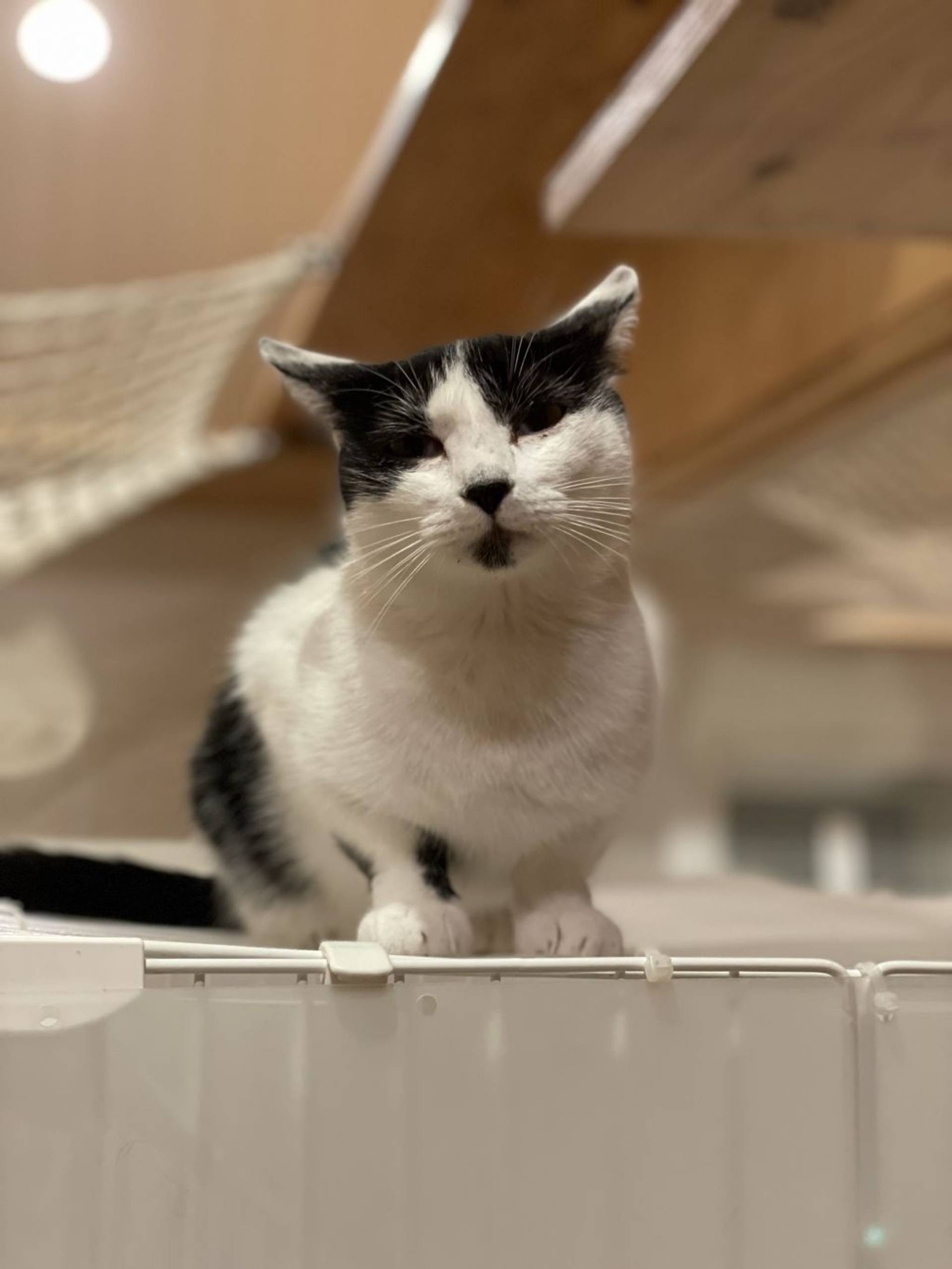 雑種（ミックス猫）・メスの里親募集の写真