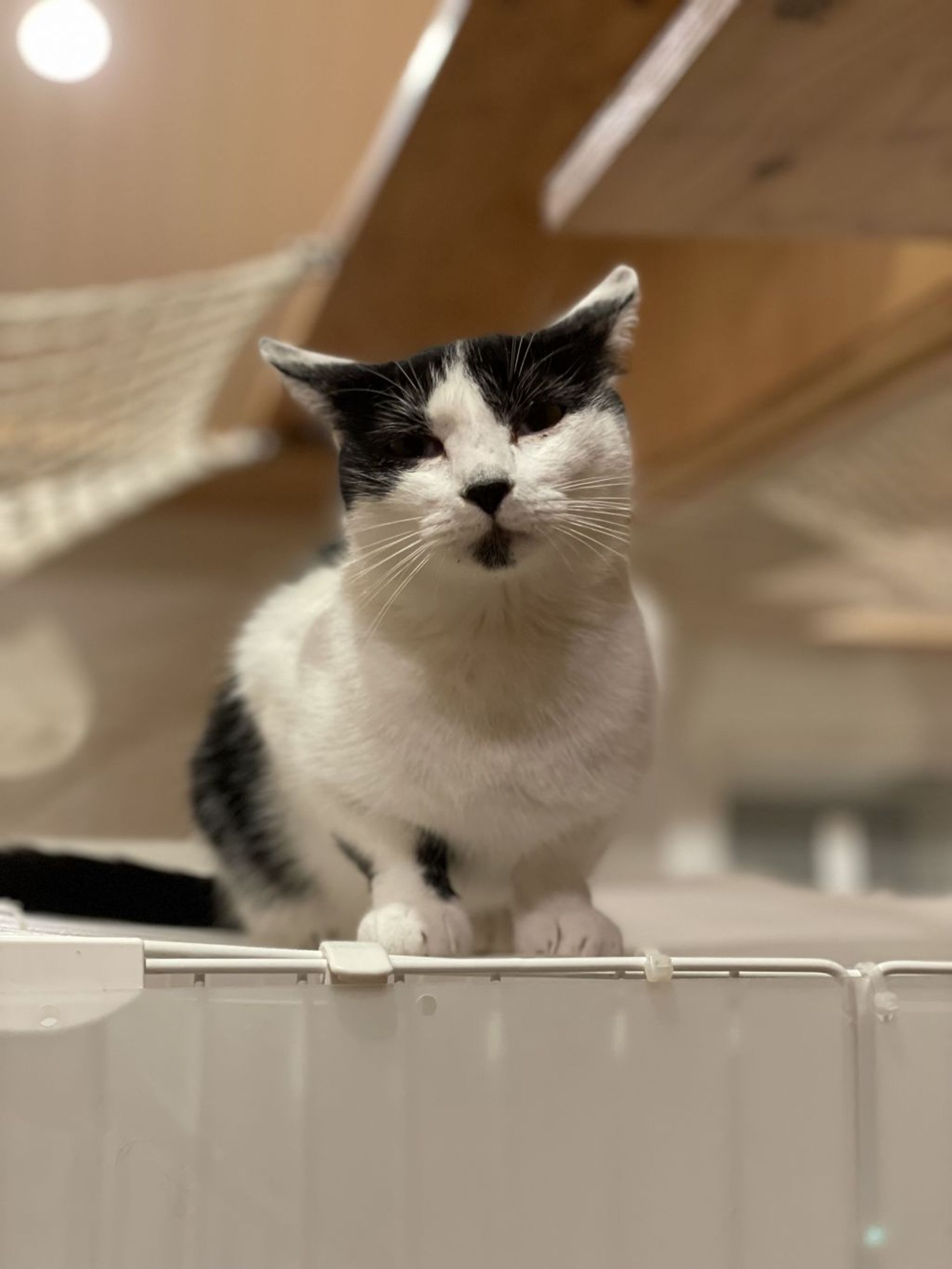 雑種（ミックス猫）・メスの里親募集の写真