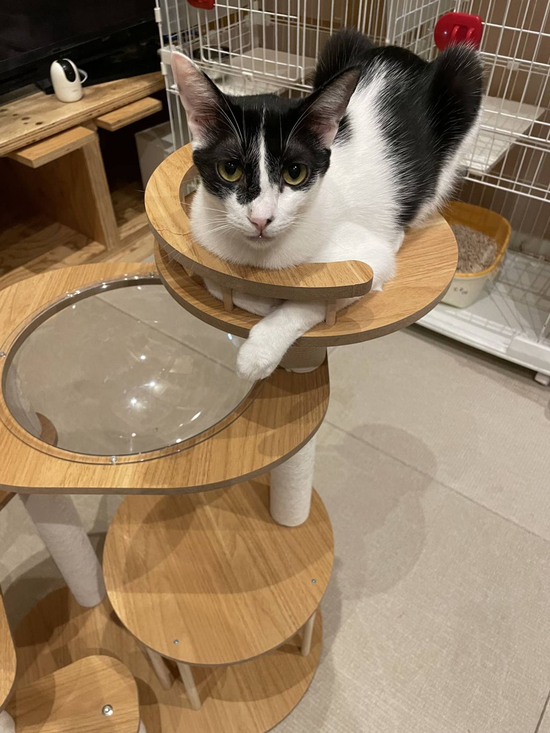 雑種（ミックス猫）・オスの里親募集の写真