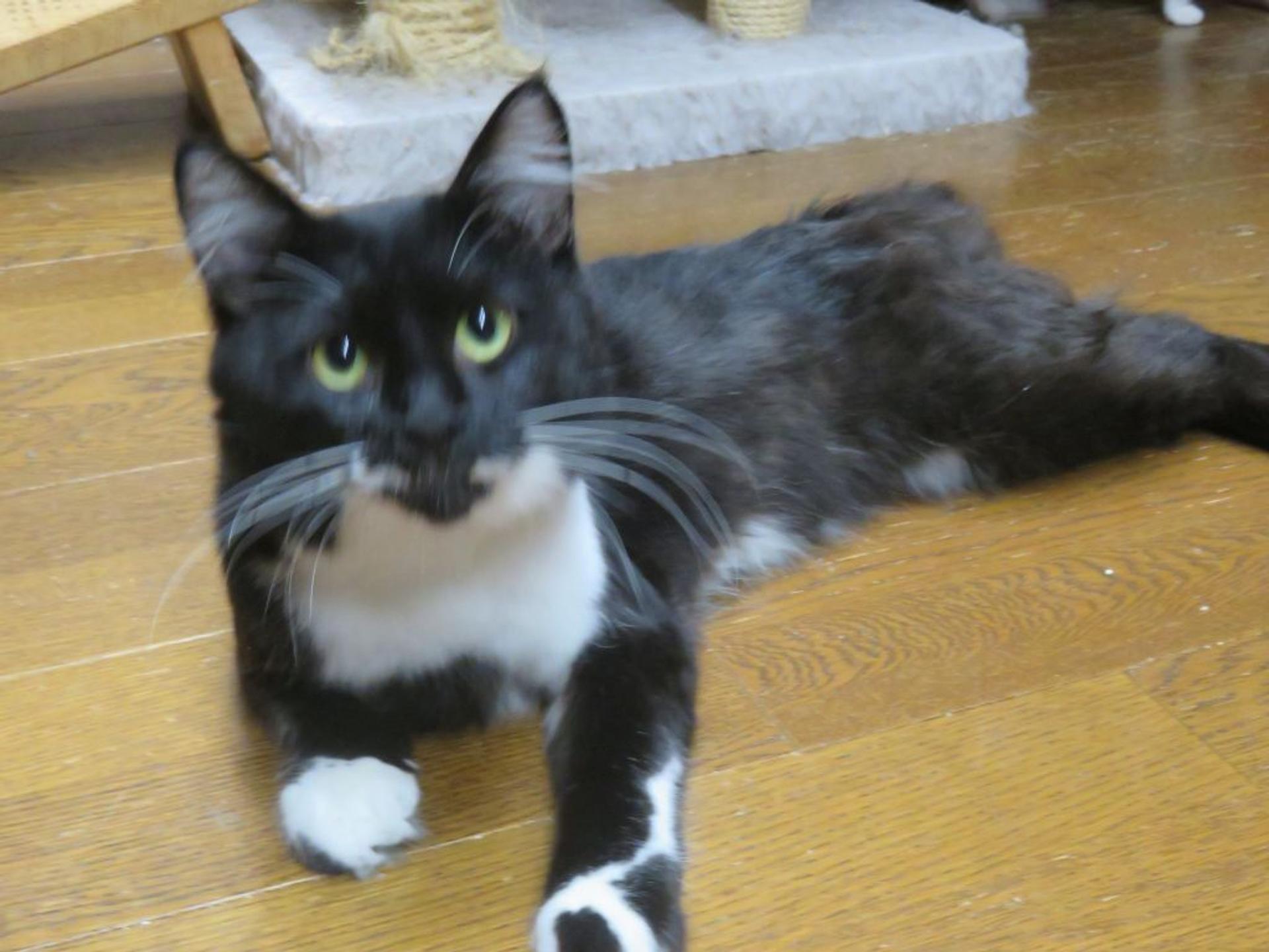pet-image-2