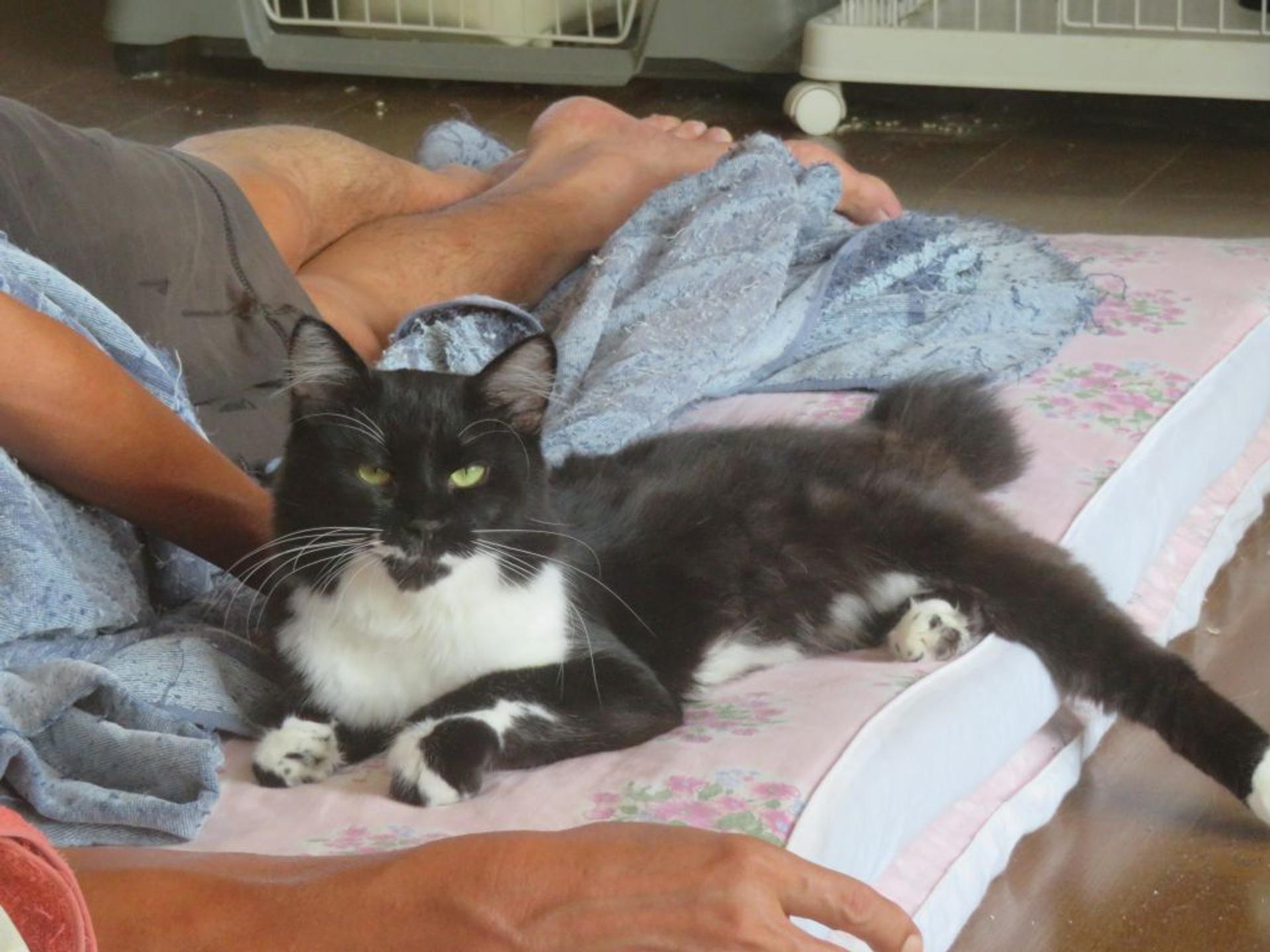 pet-image-4