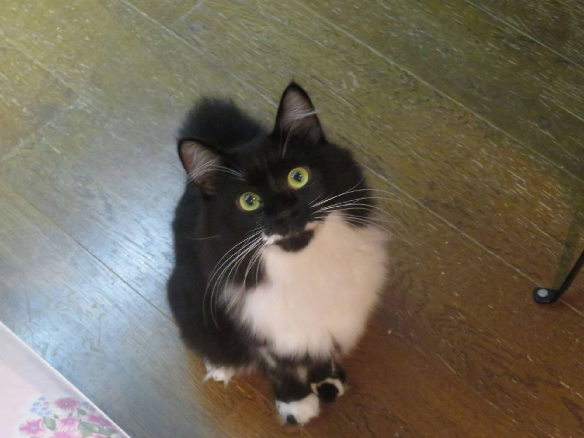 雑種（ミックス猫）・オスの里親募集の写真