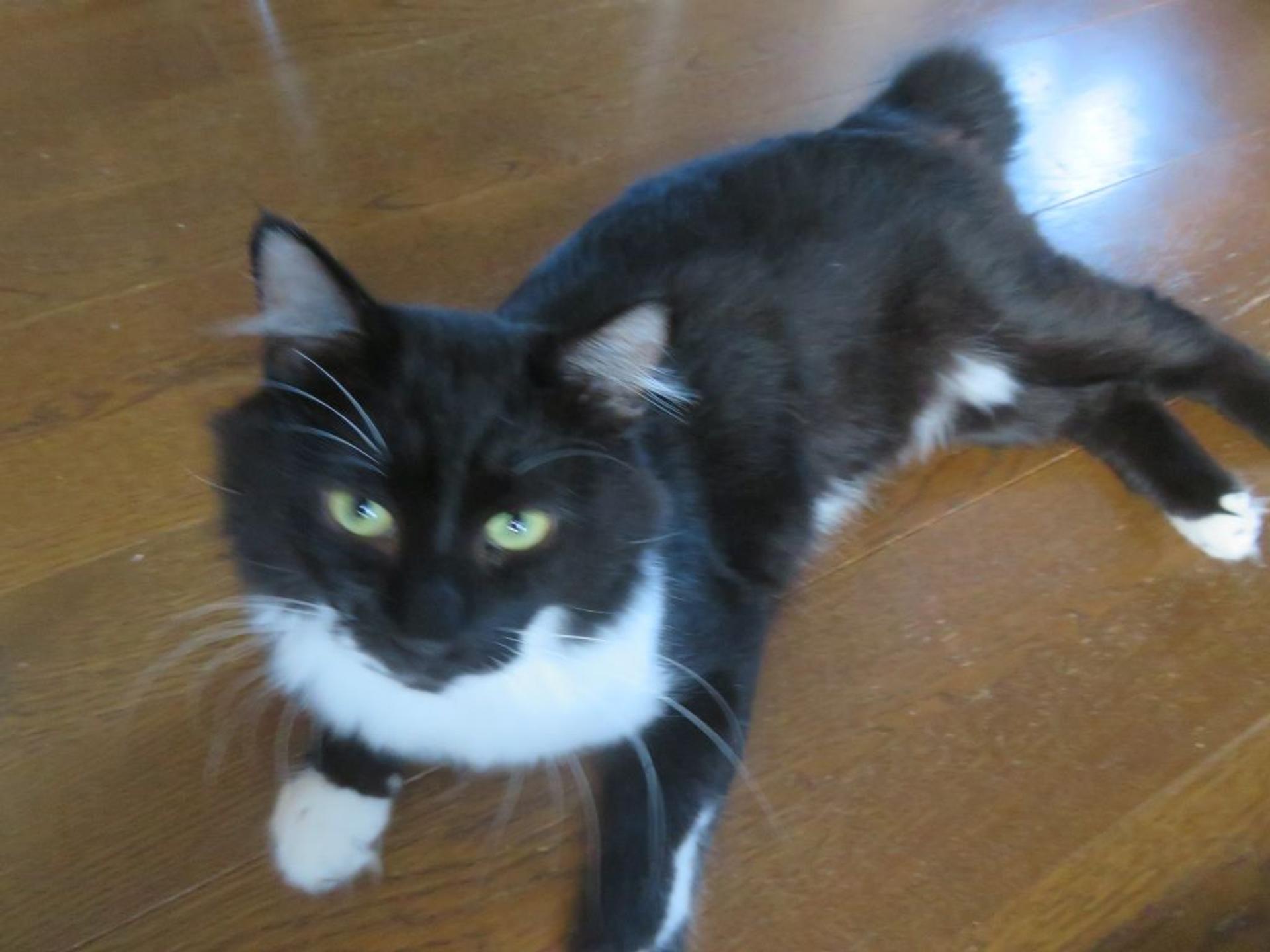 pet-image-3
