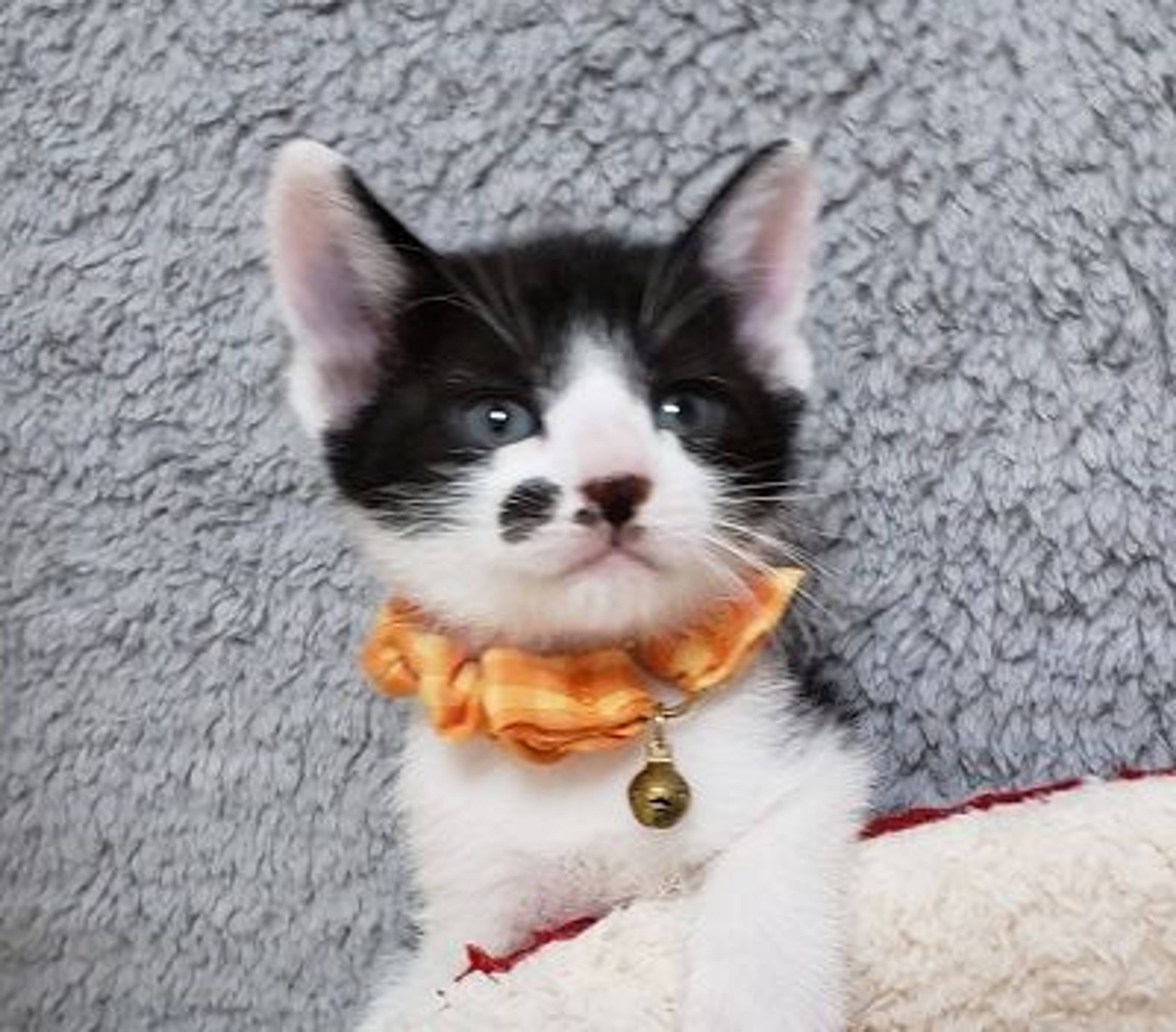 雑種（ミックス猫）・オスの里親募集の写真