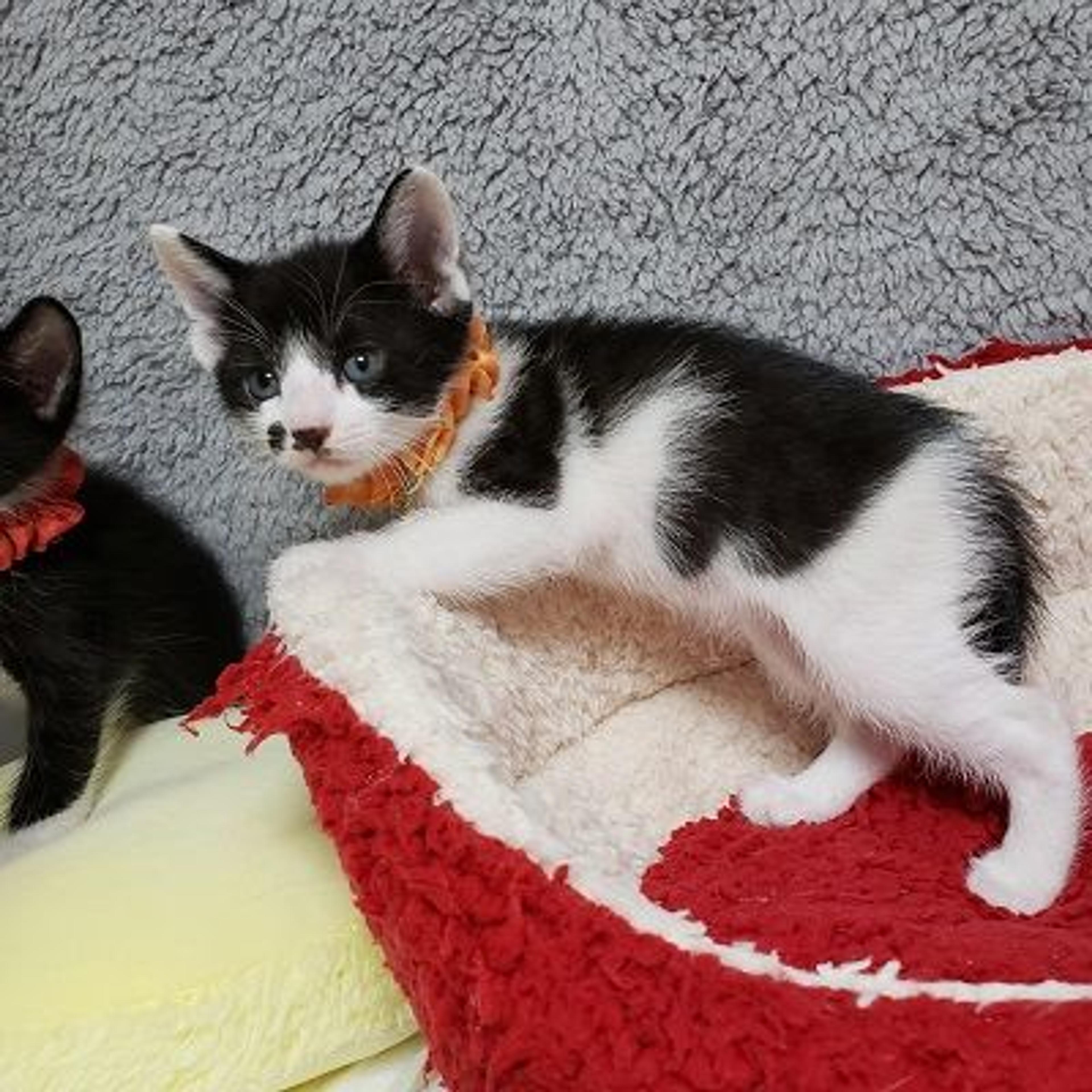 pet-image-3