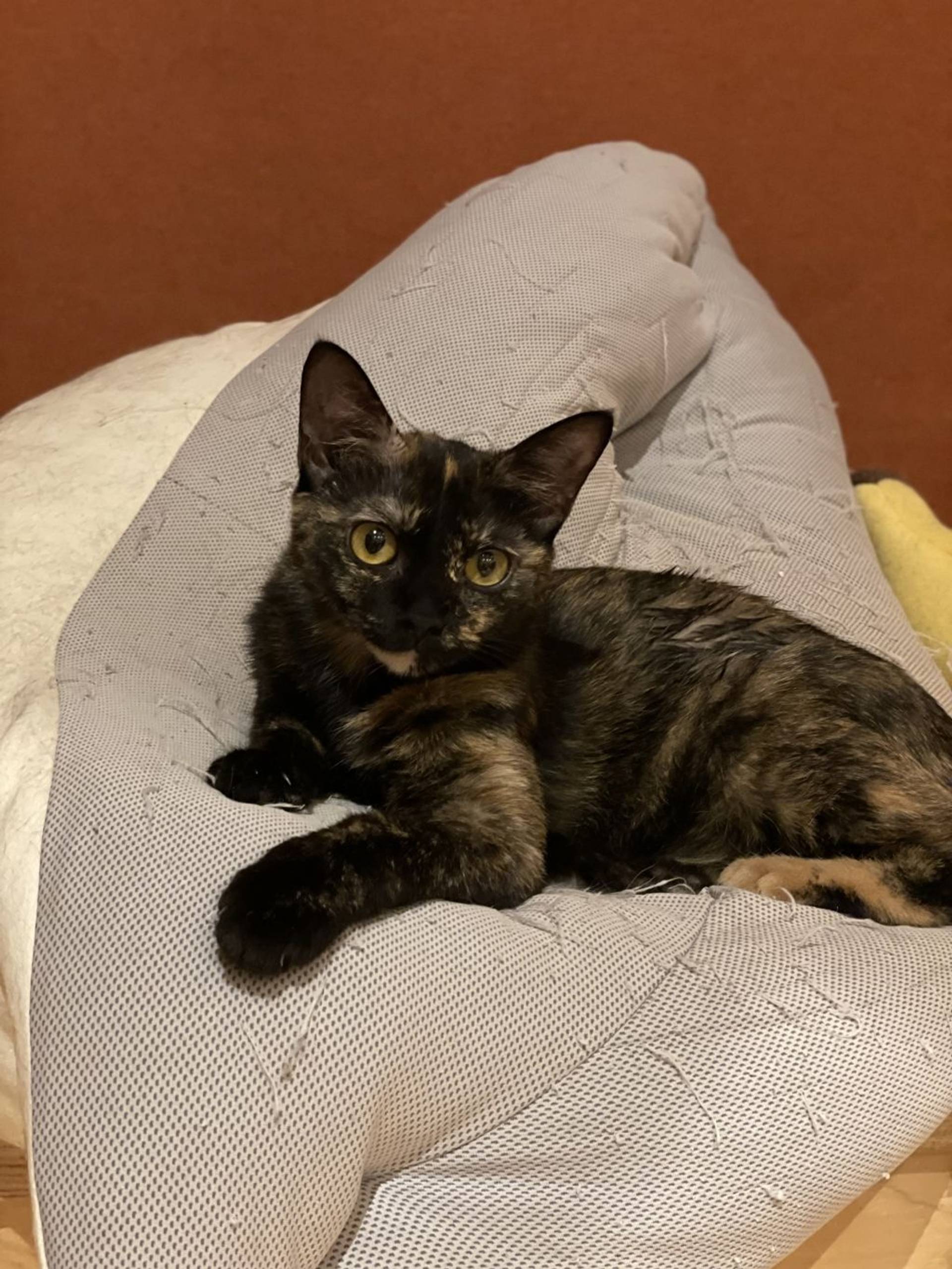 雑種（ミックス猫）・メスの里親募集の写真