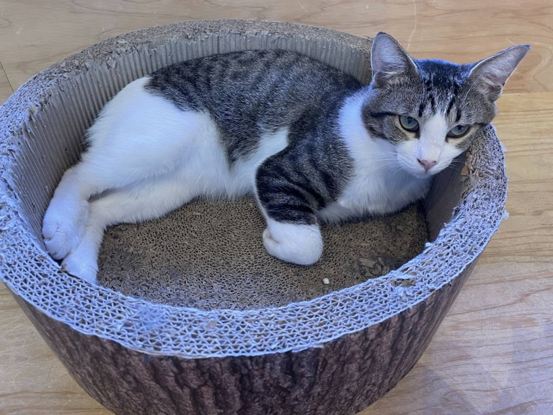雑種（ミックス猫）・オスの里親募集の写真