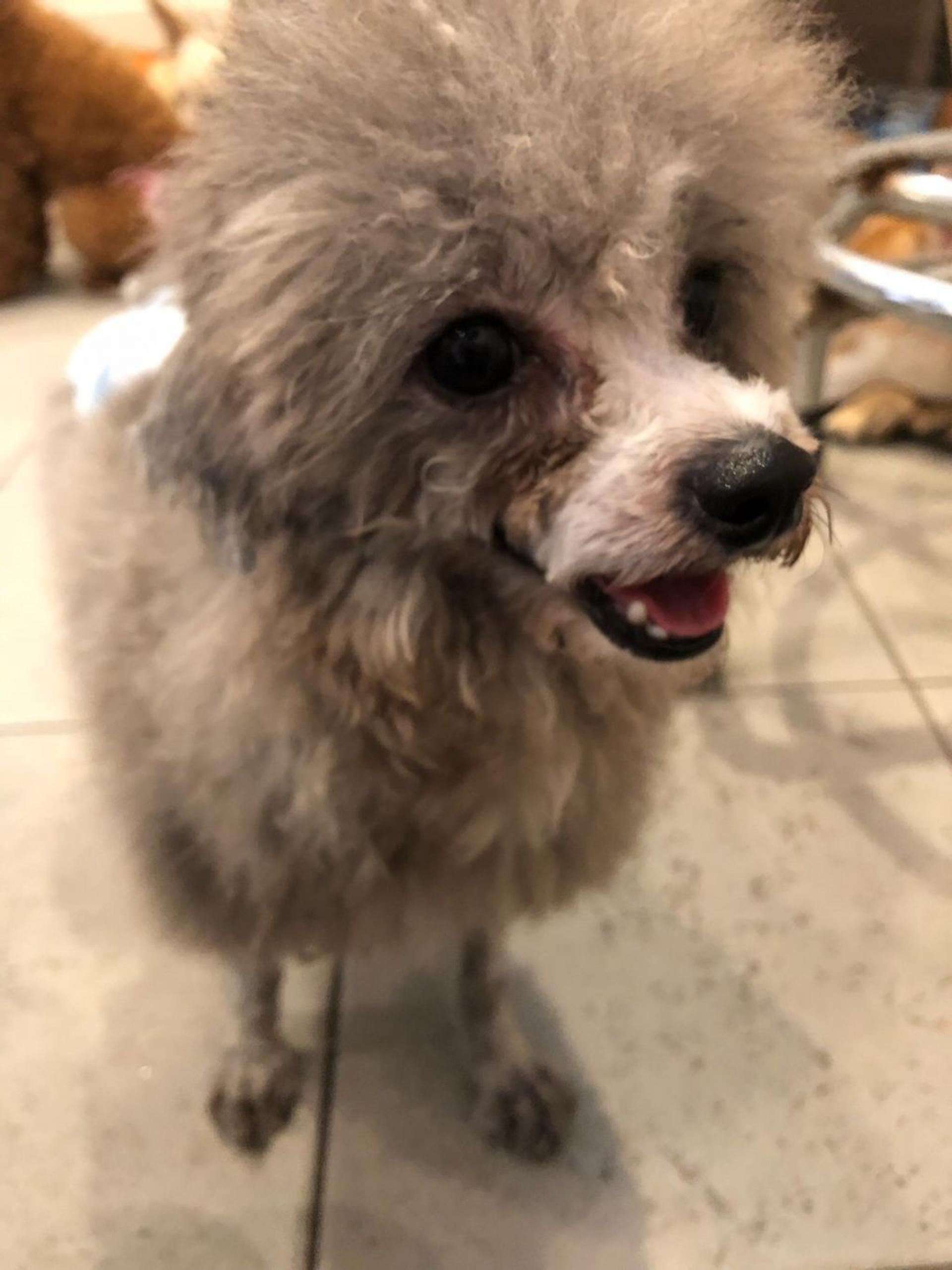 pet-image-2