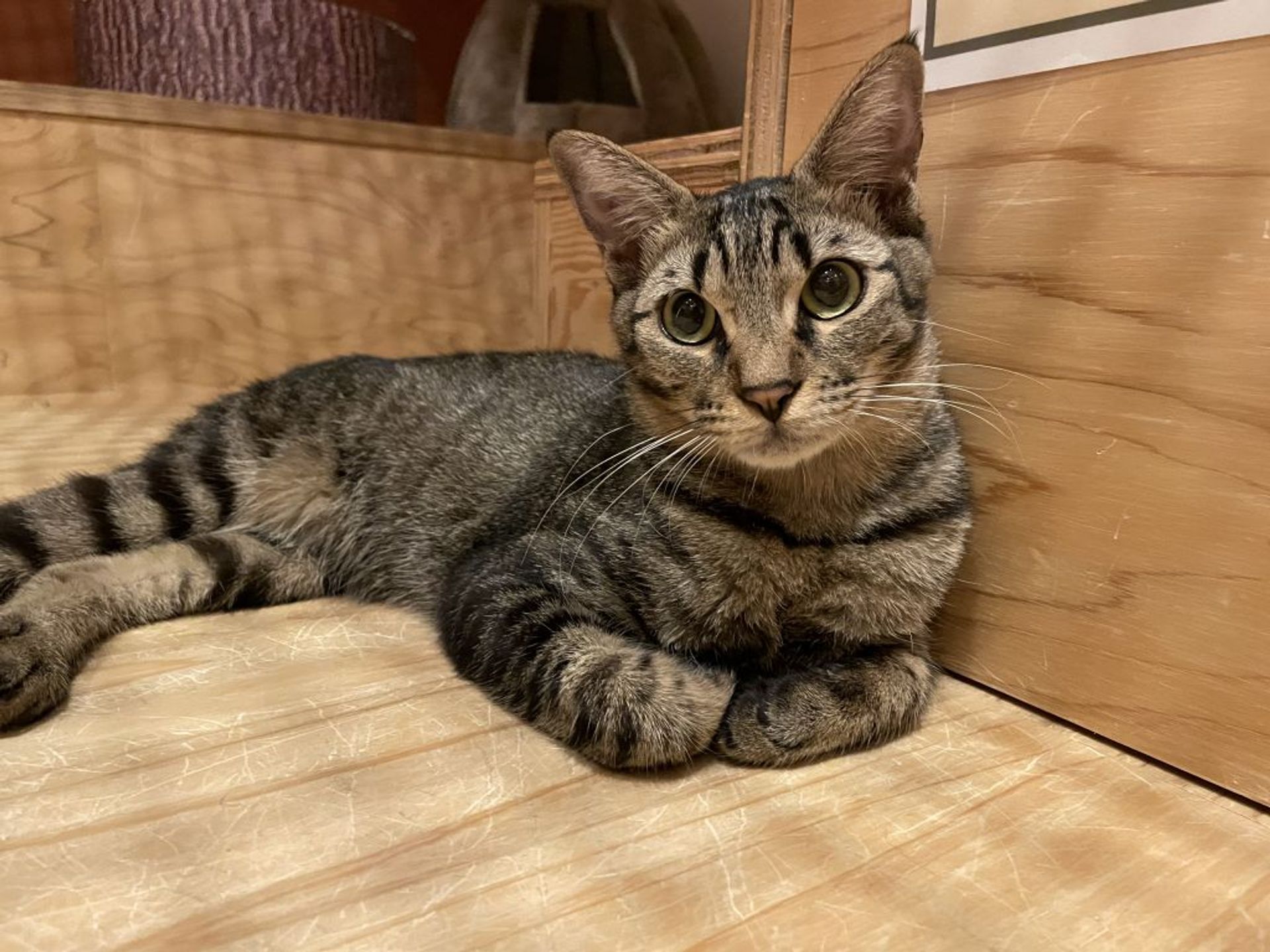 雑種（ミックス猫）・オスの里親募集の写真