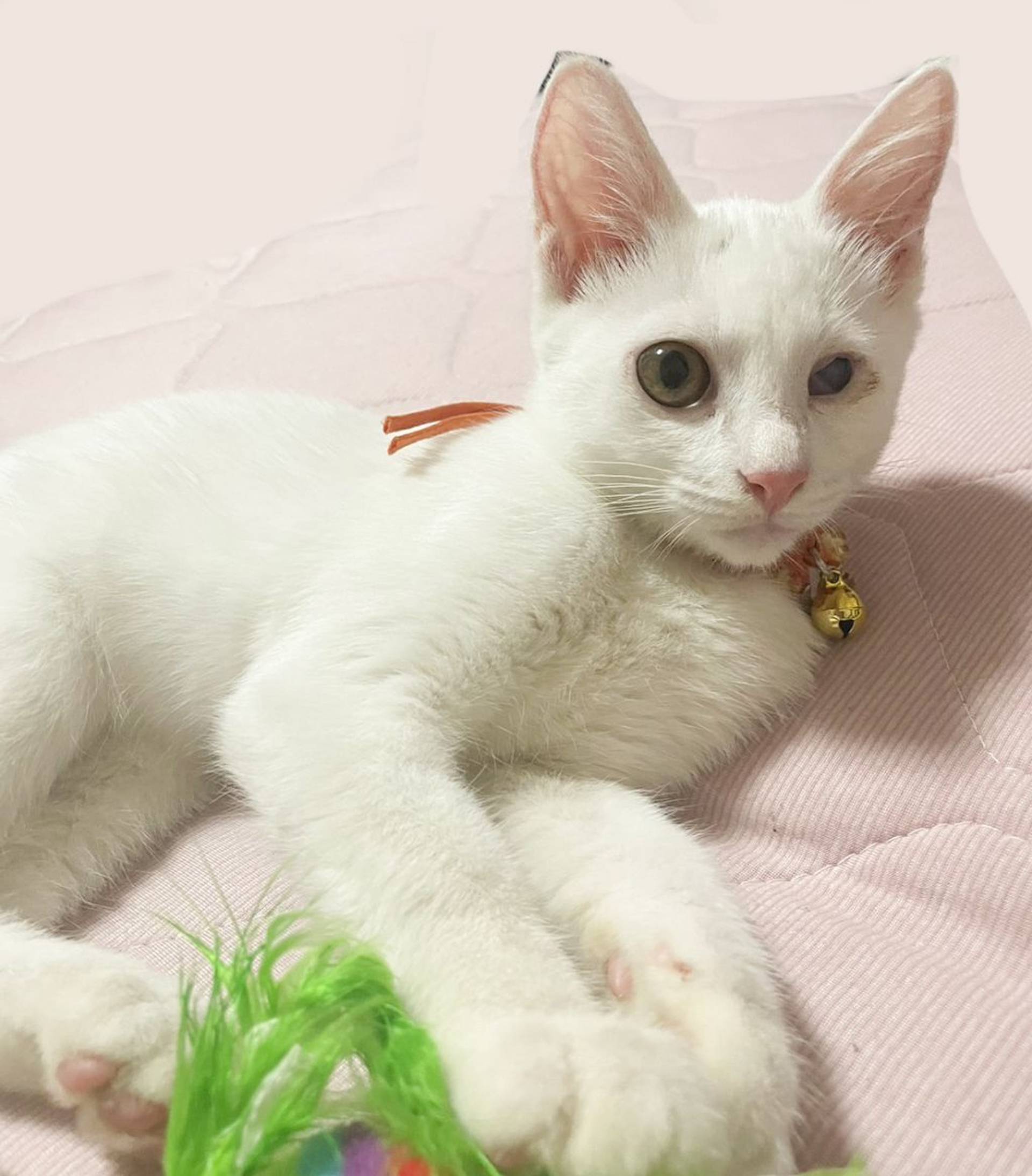 雑種（ミックス猫）・メスの里親募集の写真