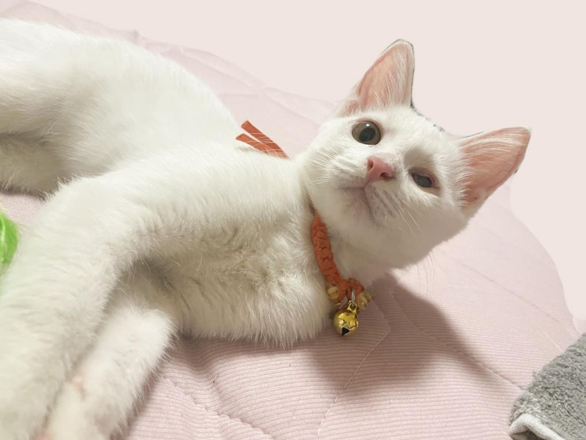pet-image-2