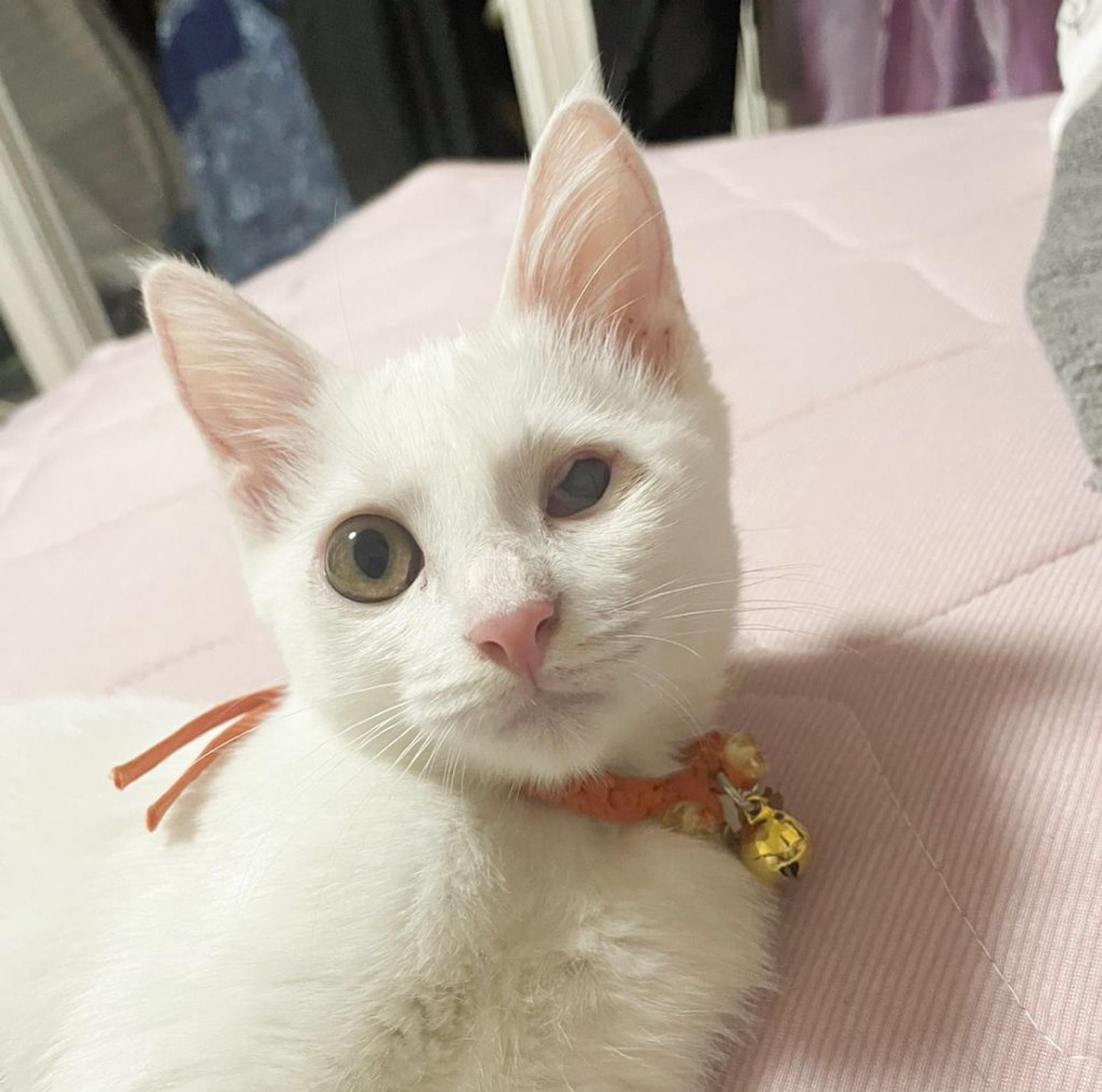 pet-image-5