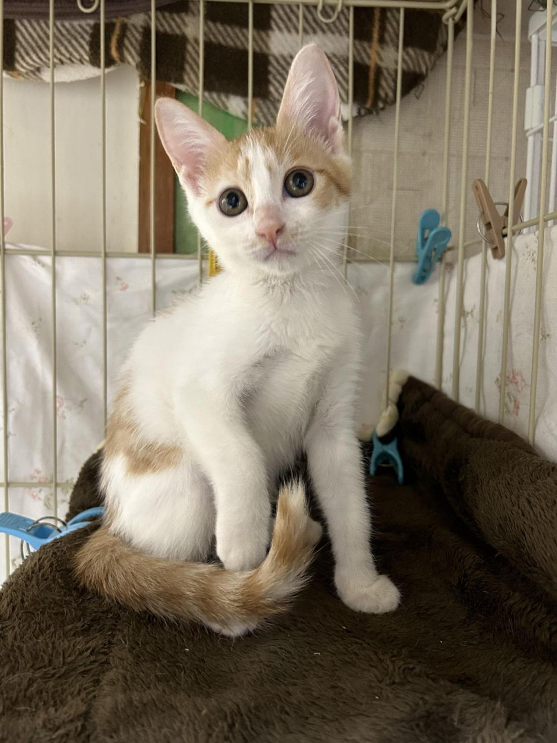 pet-image-5