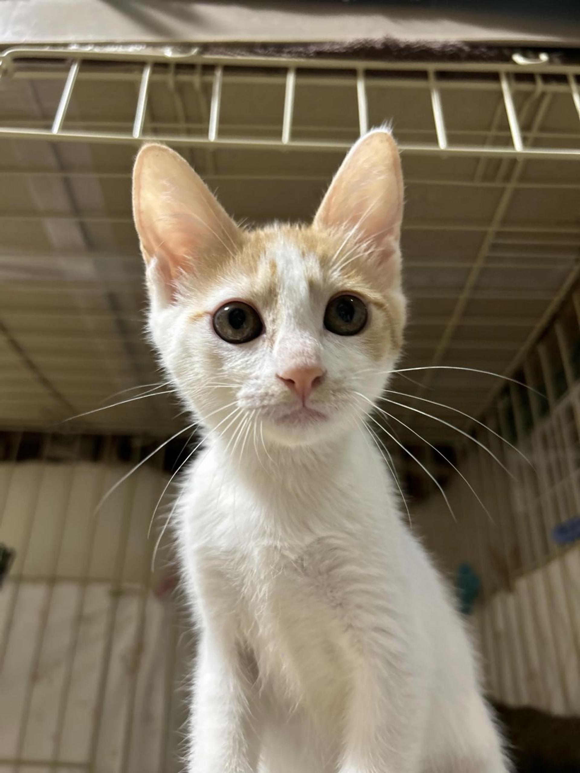 pet-image-9
