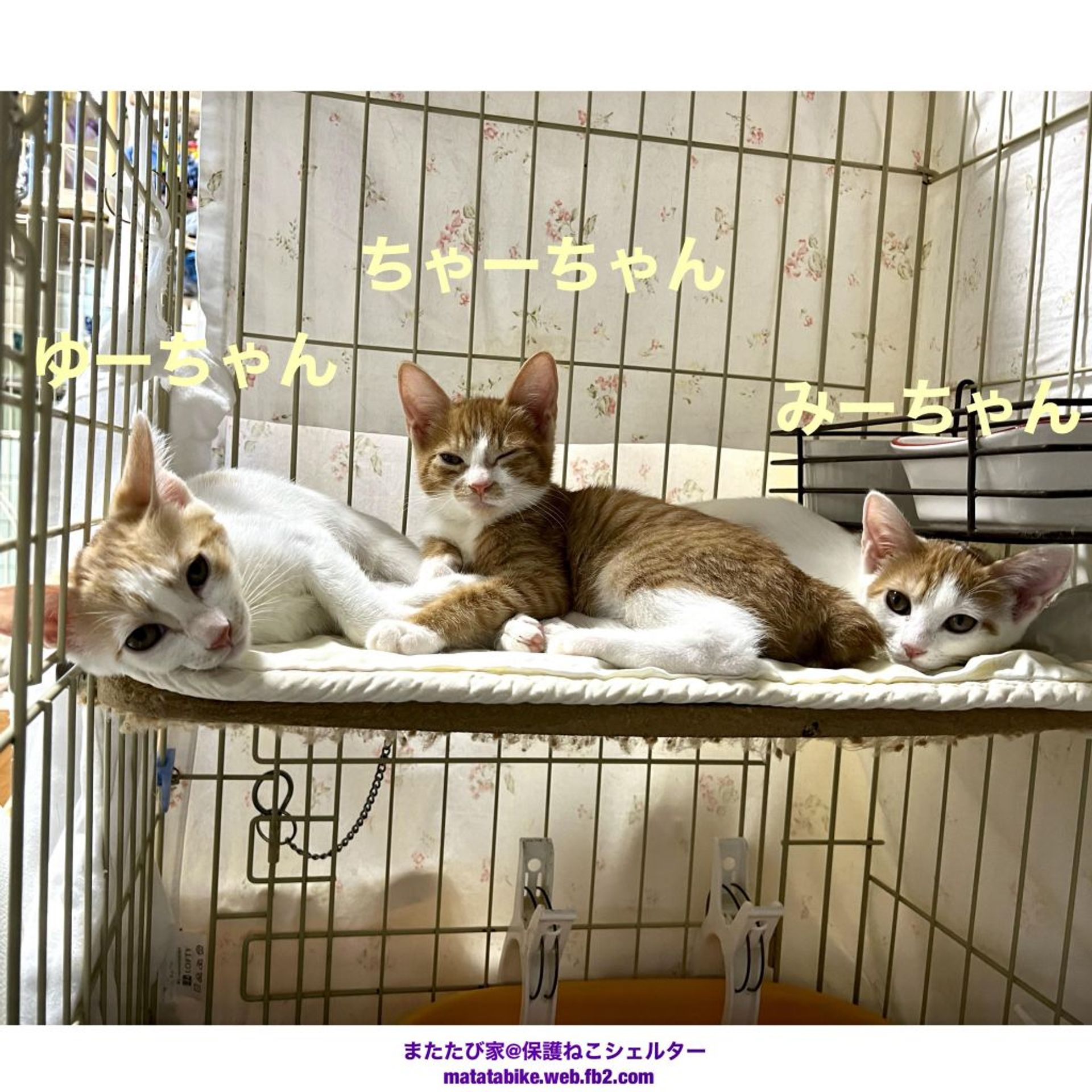 thumbnail-2
