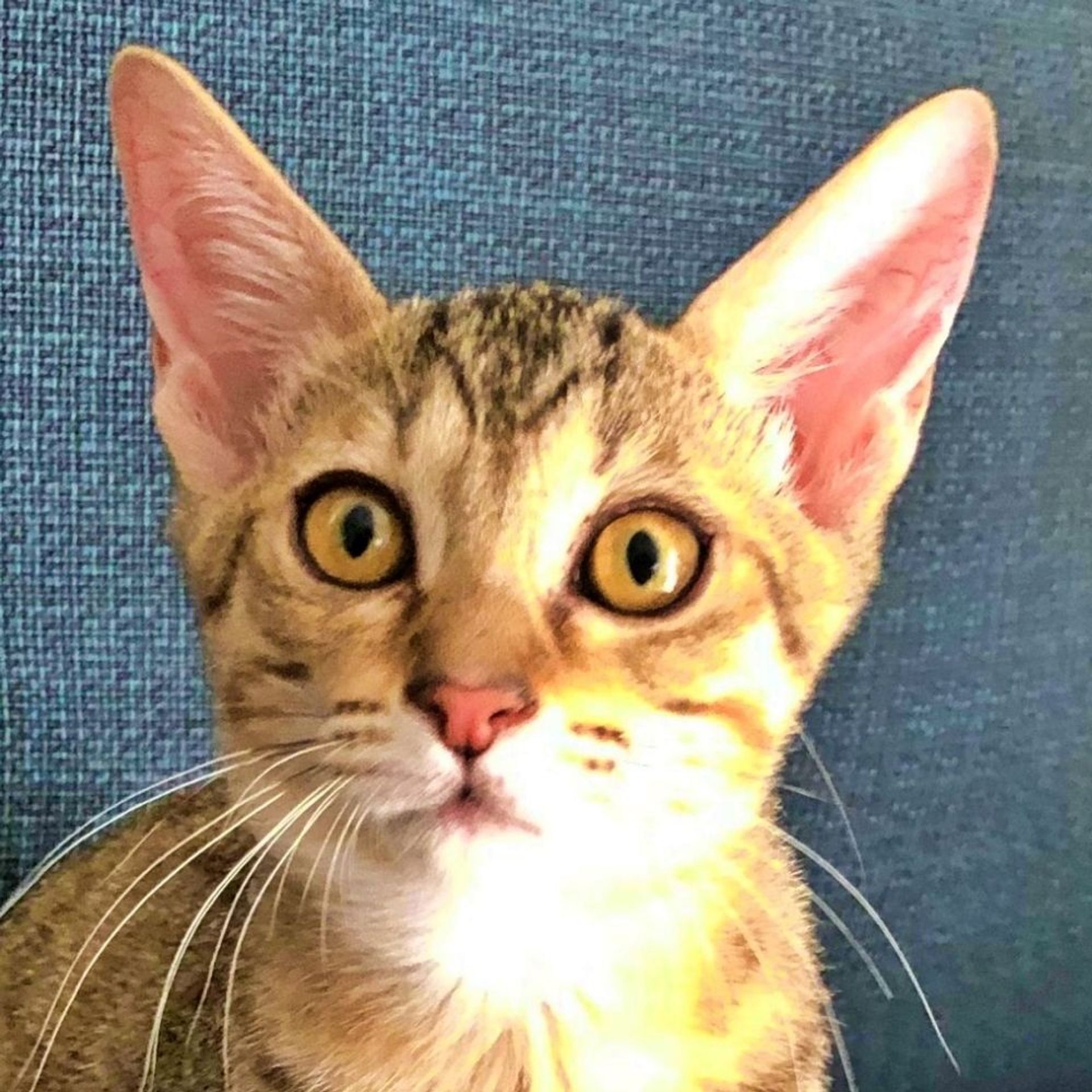 雑種（ミックス猫）・メスの里親募集の写真