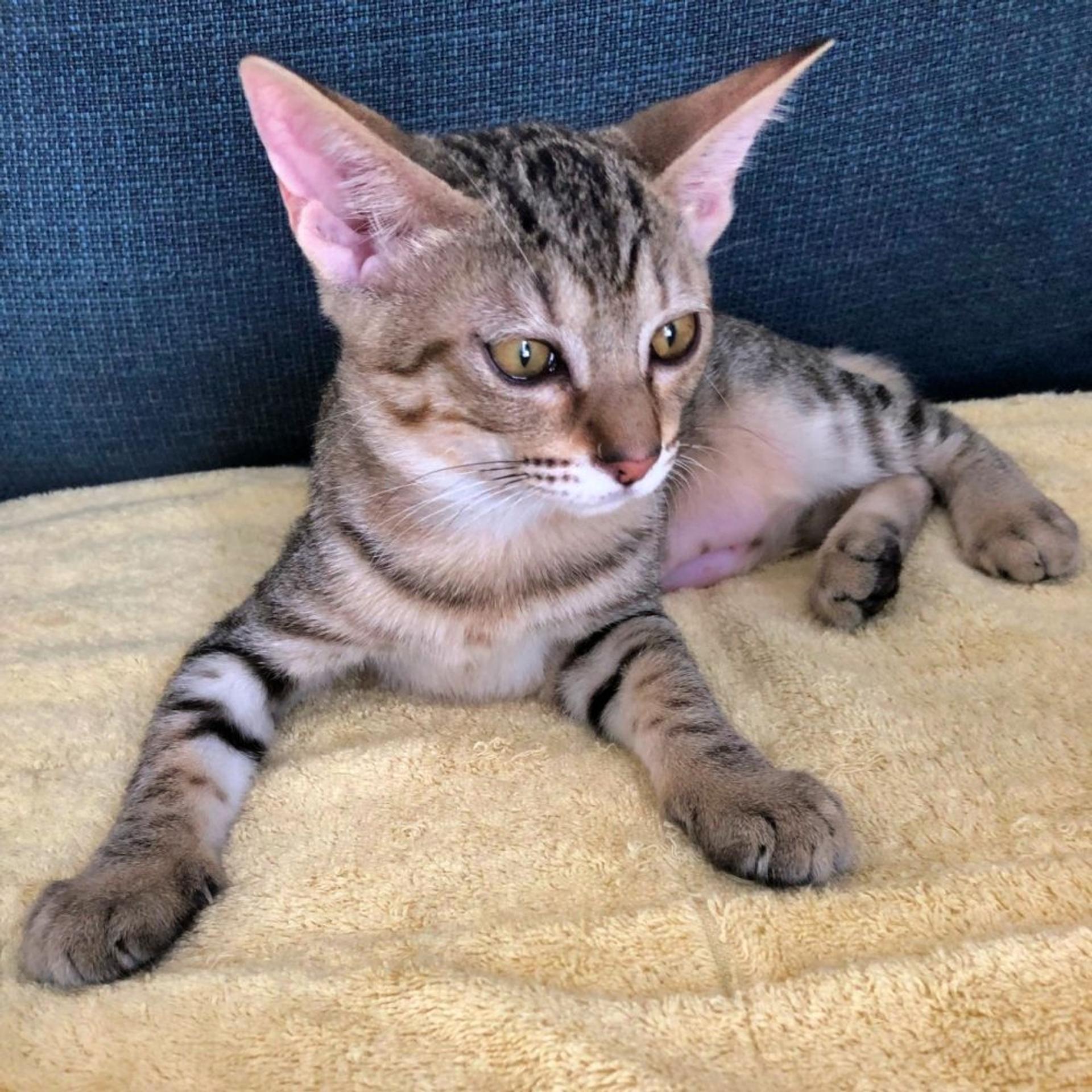 pet-image-3