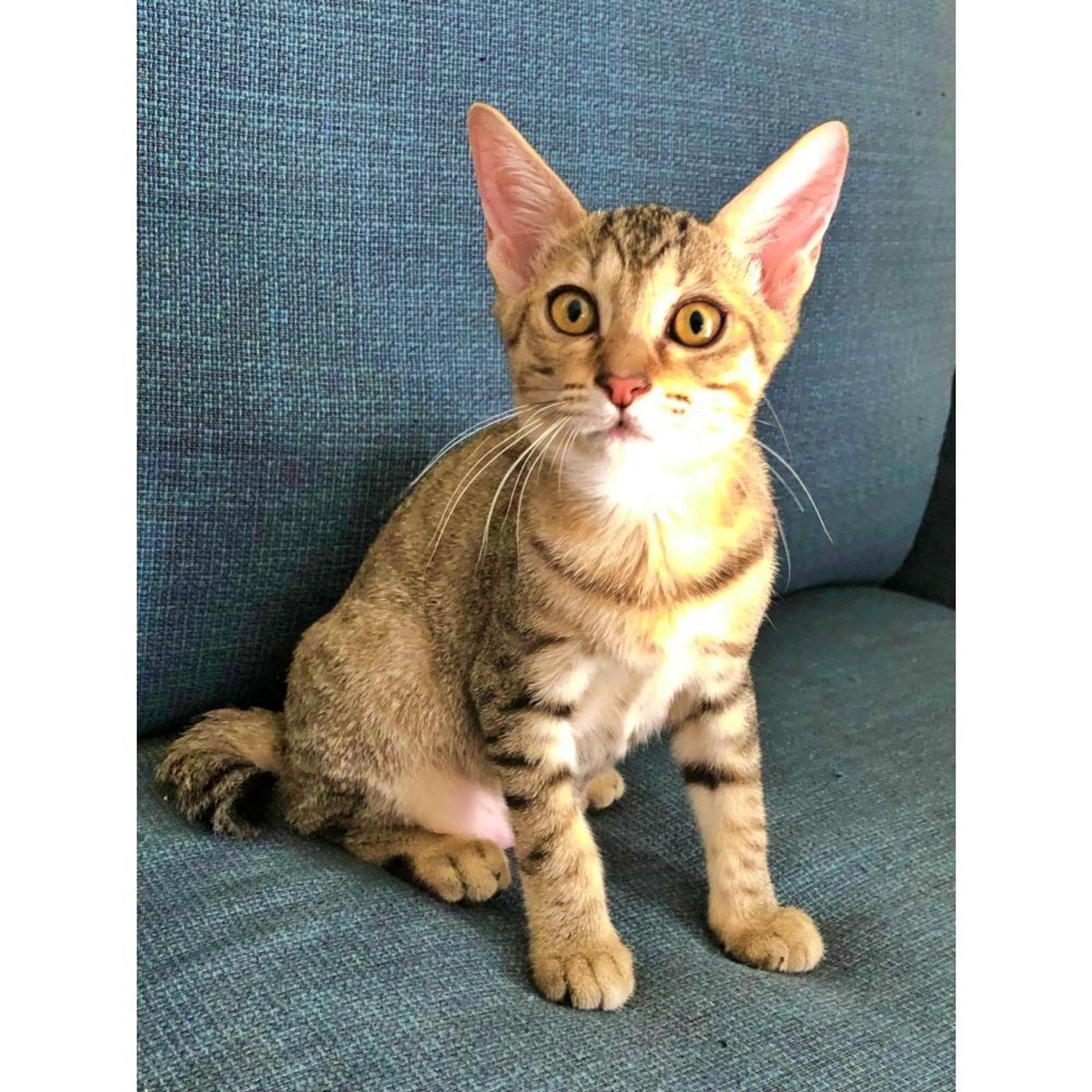 pet-image-6