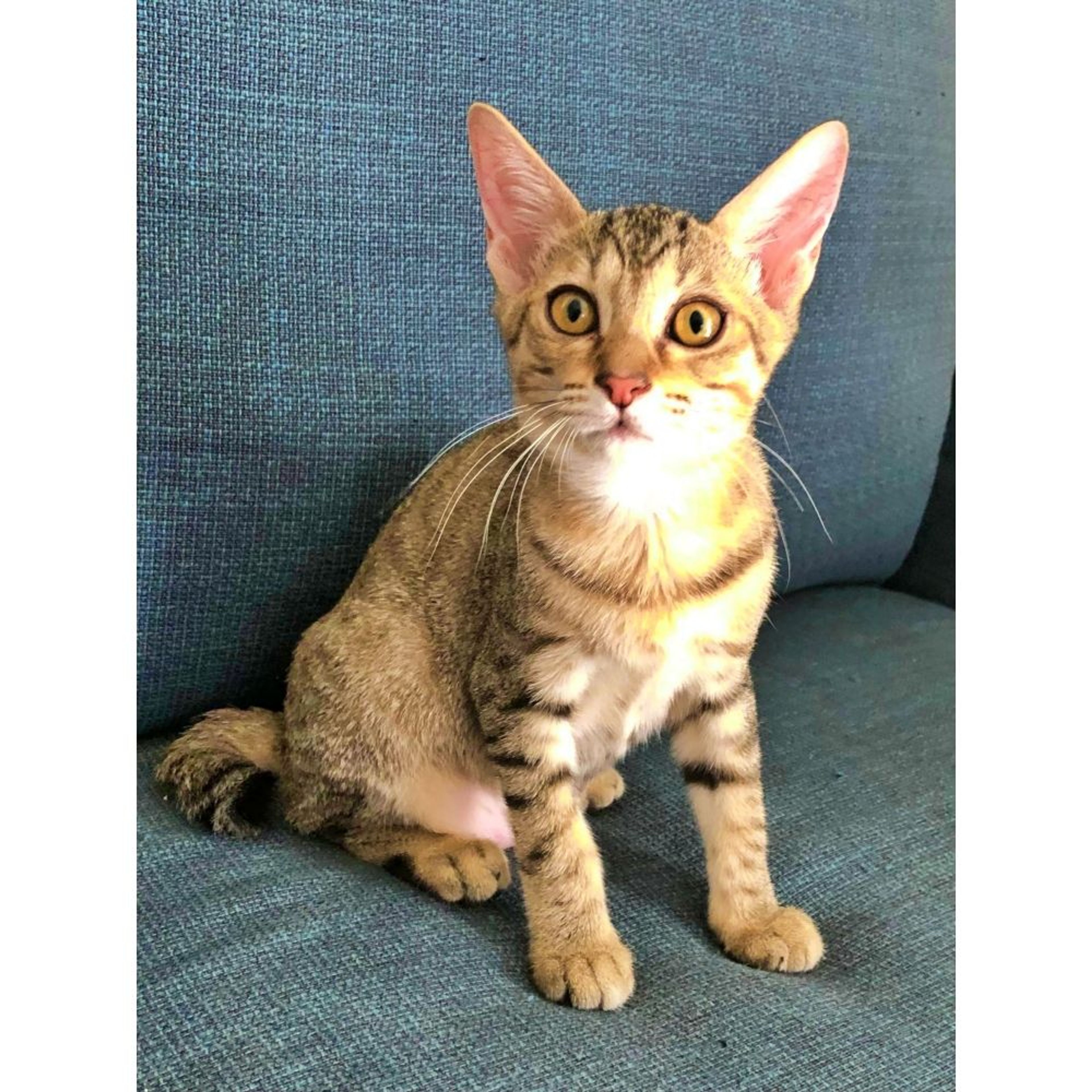 pet-image-6