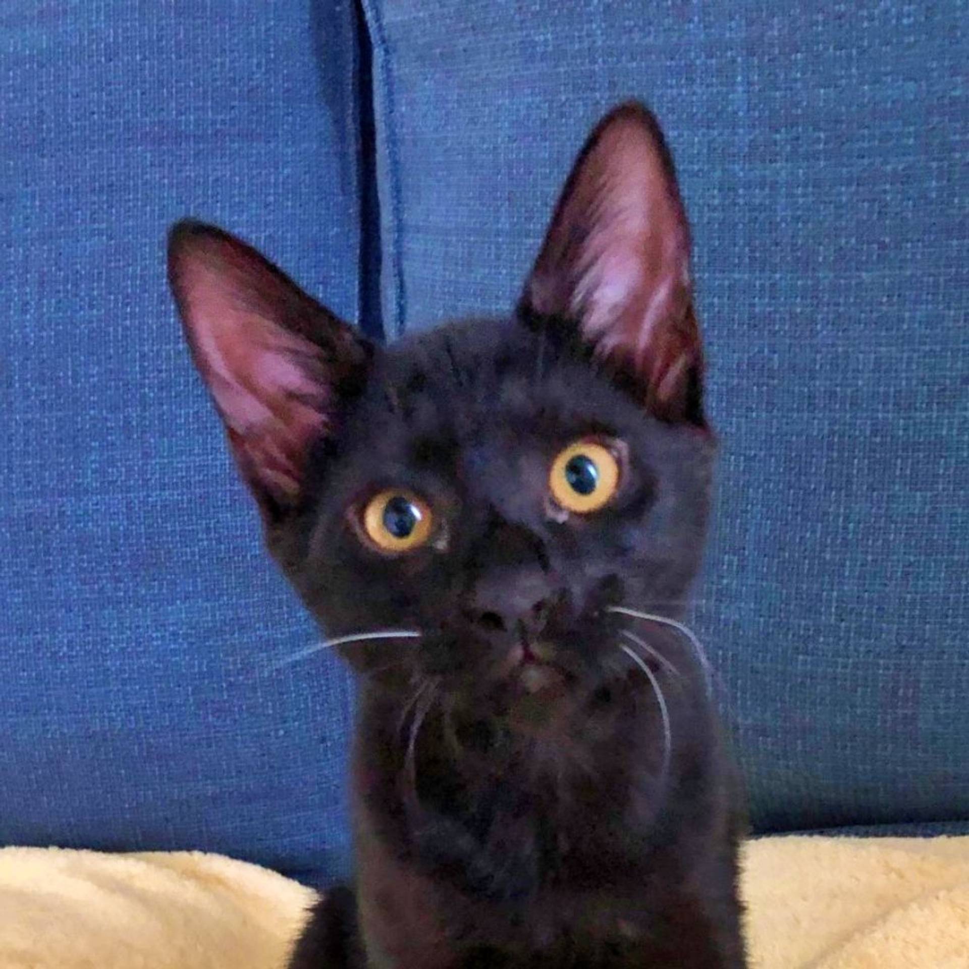 雑種（ミックス猫）・メスの里親募集の写真