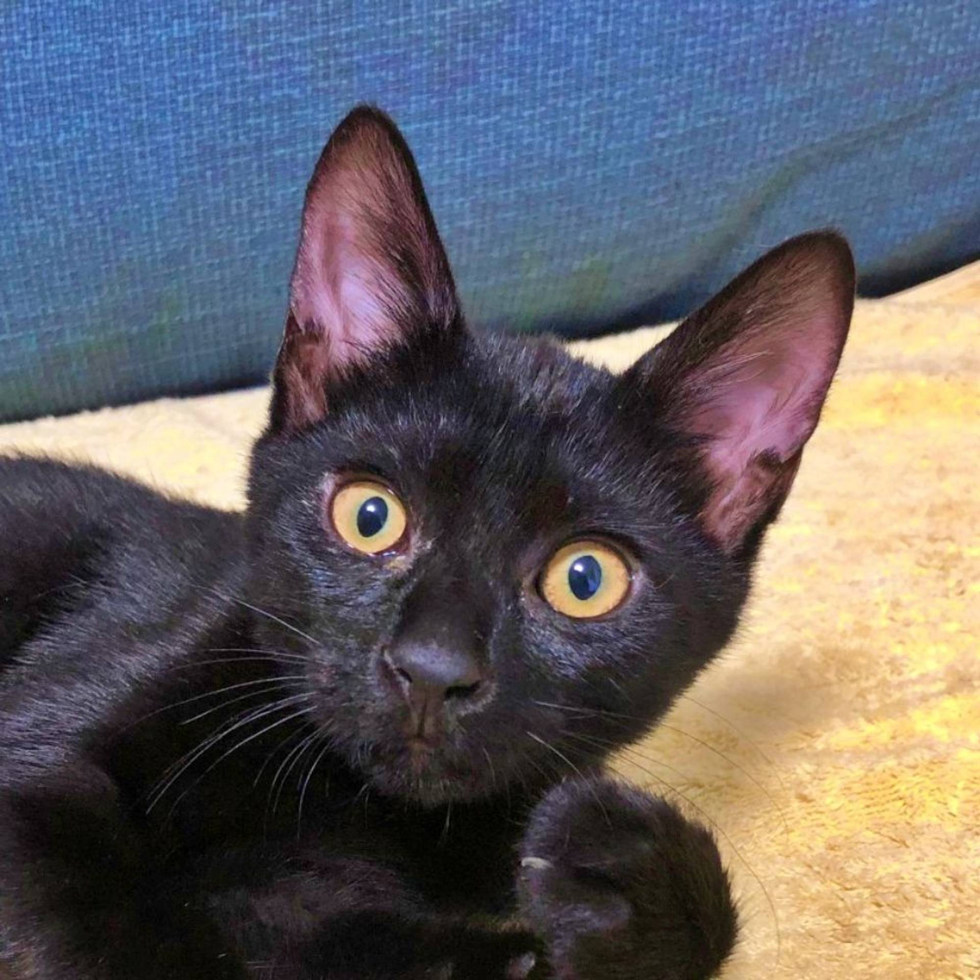 雑種（ミックス猫）・メスの里親募集の写真