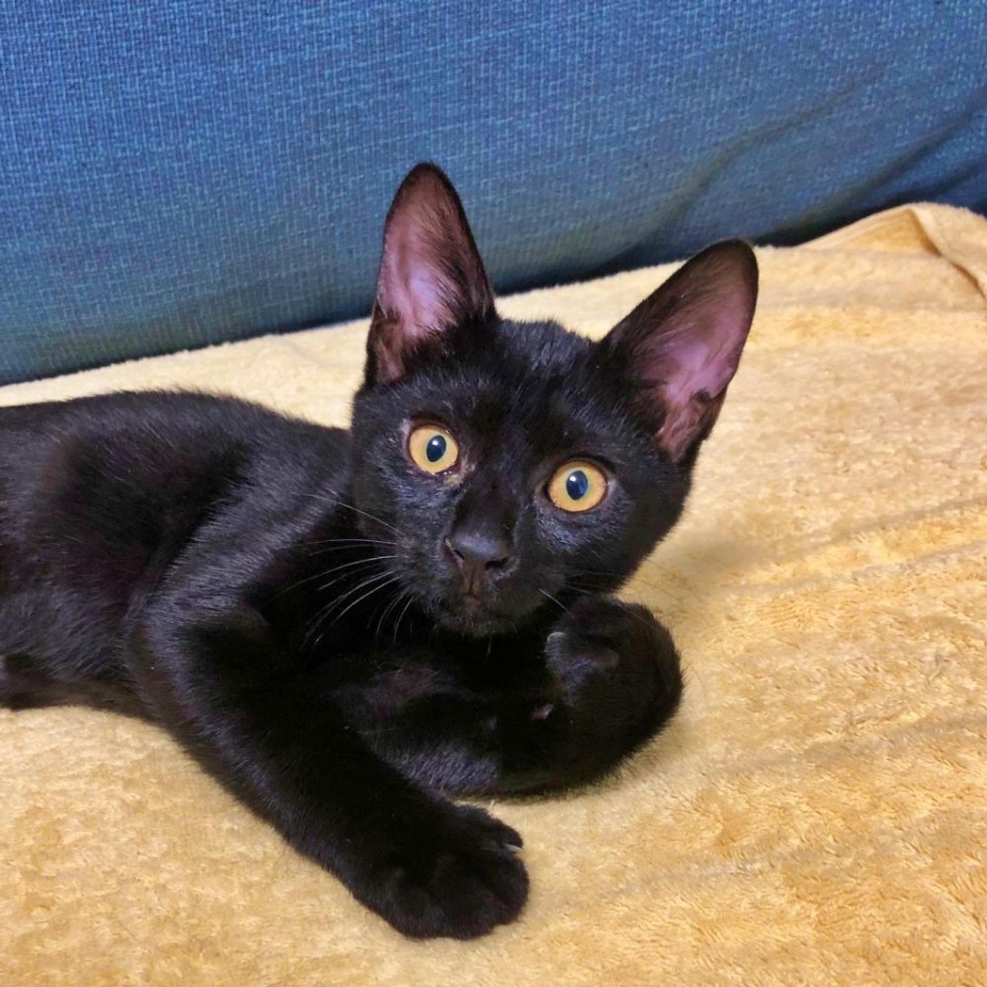 pet-image-3