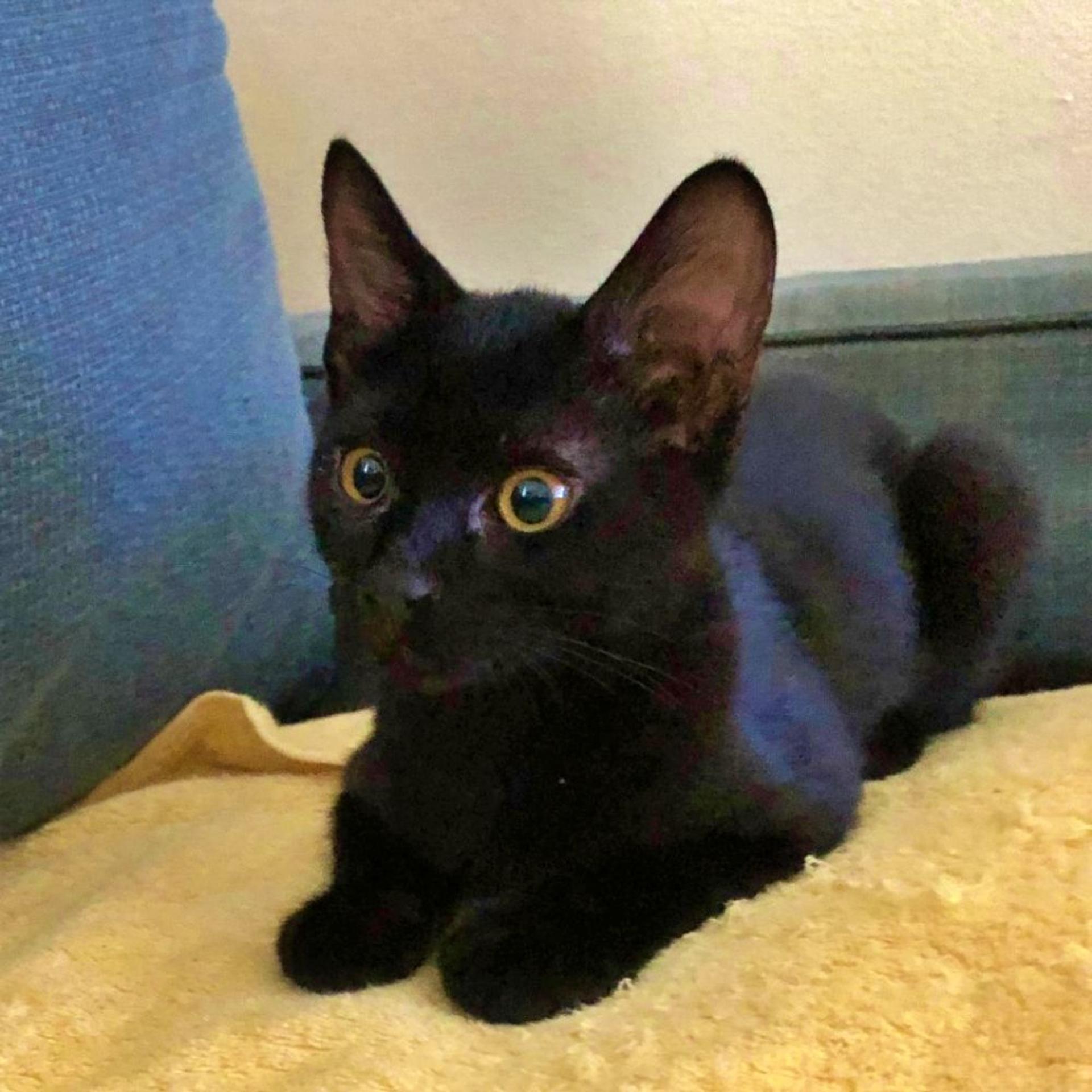 pet-image-4