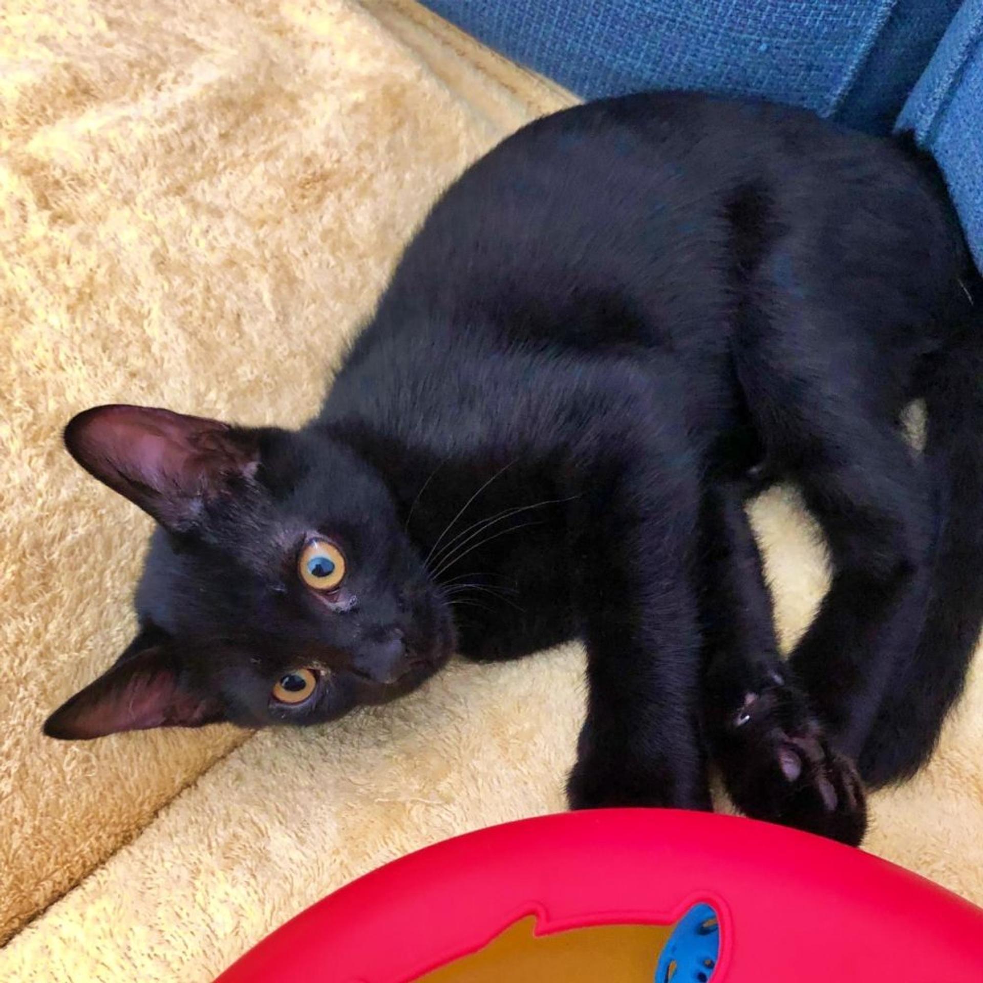 pet-image-5