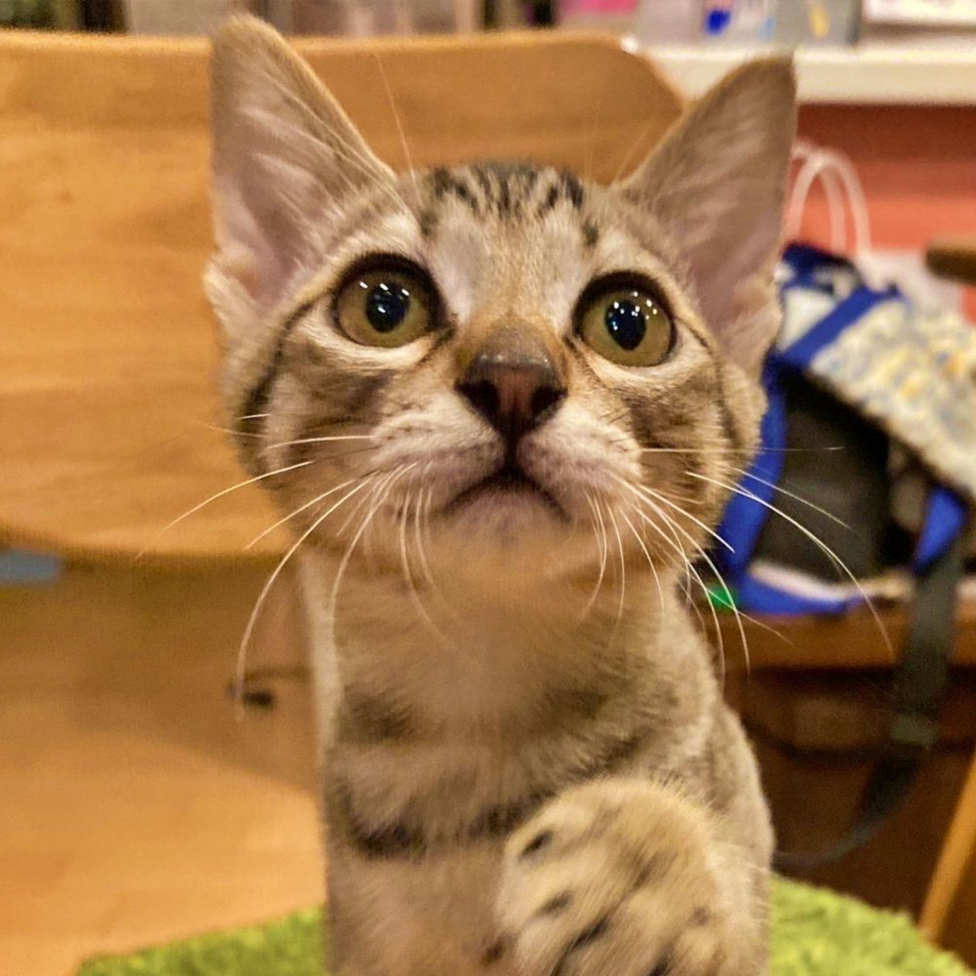雑種（ミックス猫）・オスの里親募集の写真