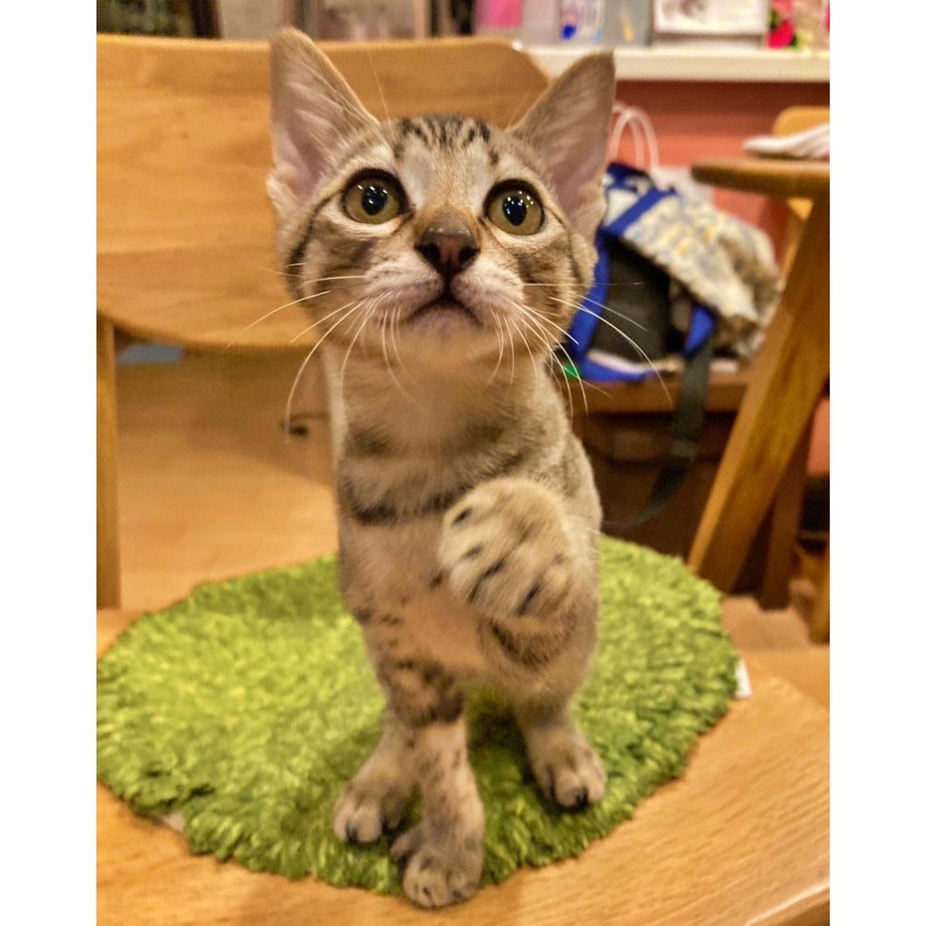 pet-image-4