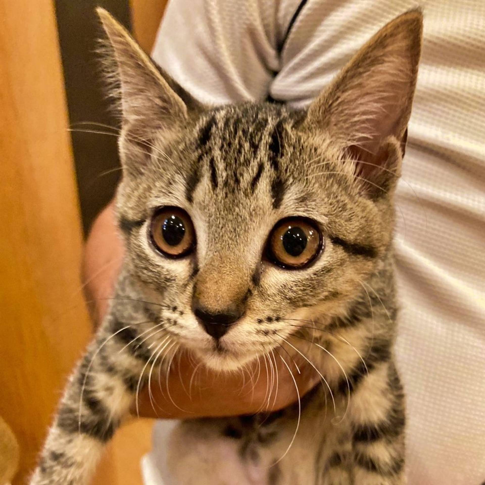 雑種（ミックス猫）・メスの里親募集の写真
