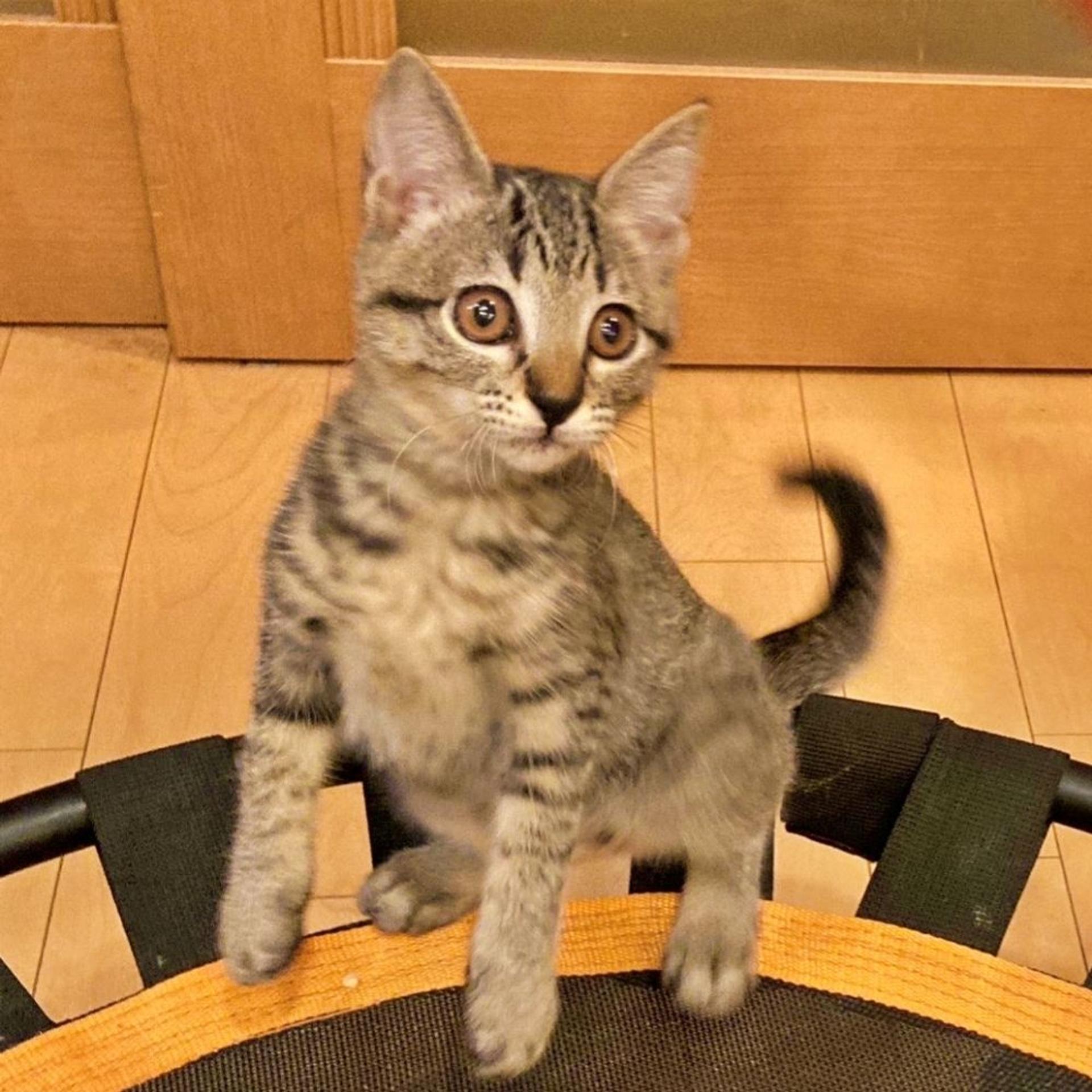 pet-image-3